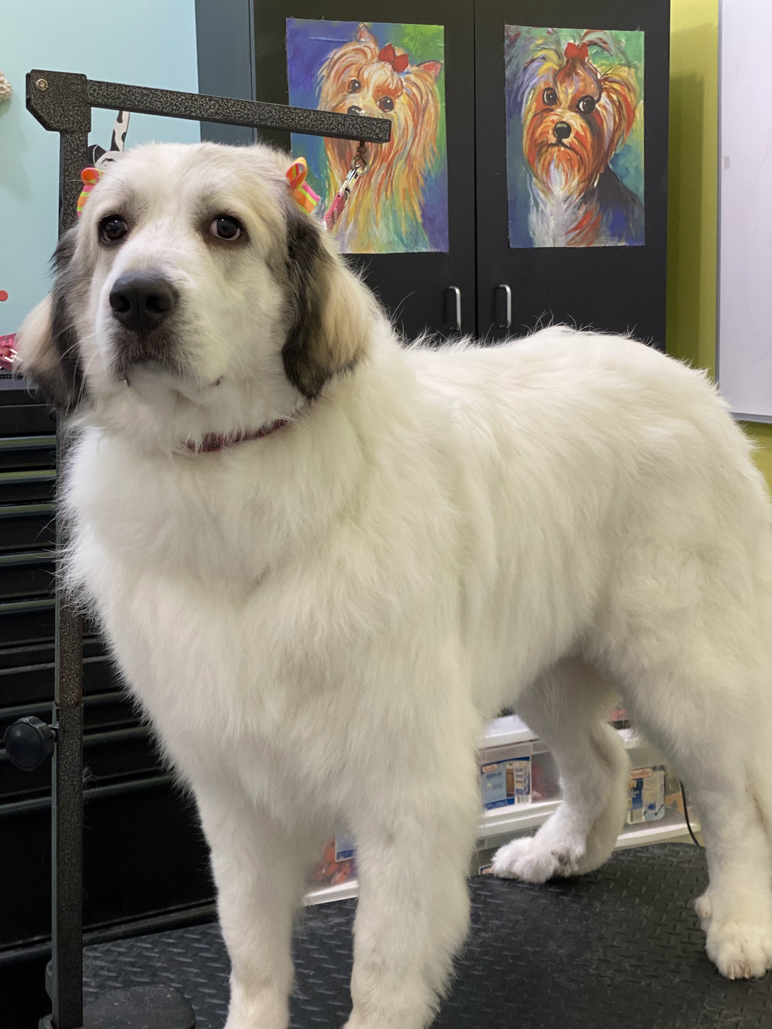 Waggly Ever After Saint Clair