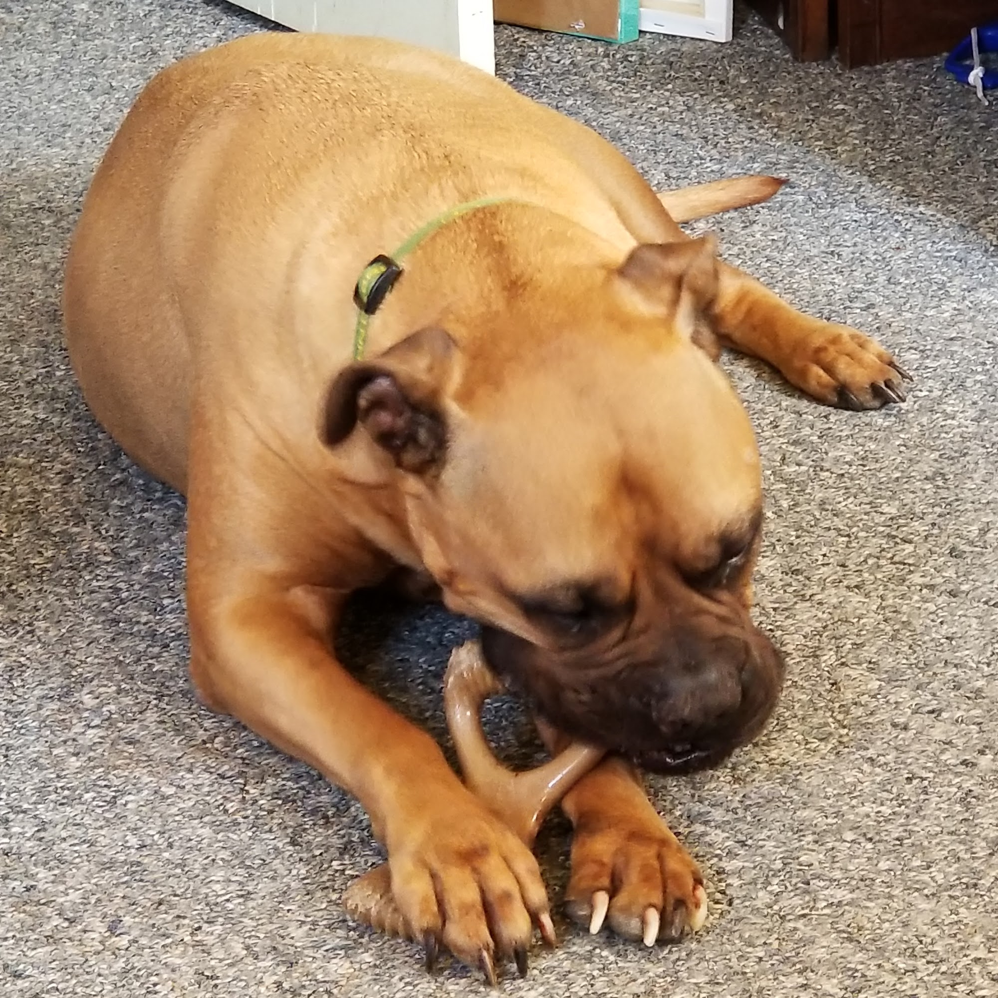 Mid Ozark Animal Health Center Salem