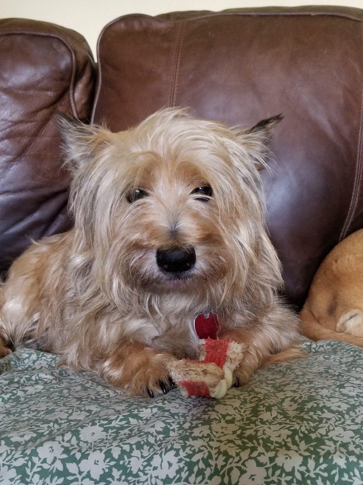 Mid Ozark Animal Health Center Salem