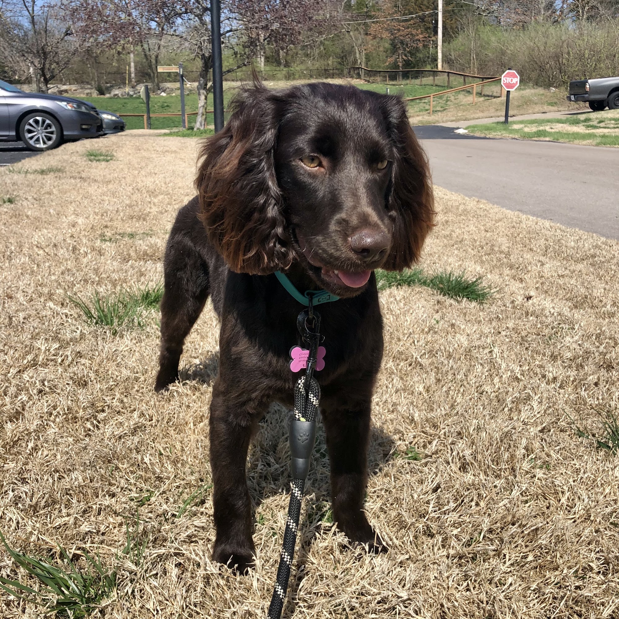 Pet Studio Sappington