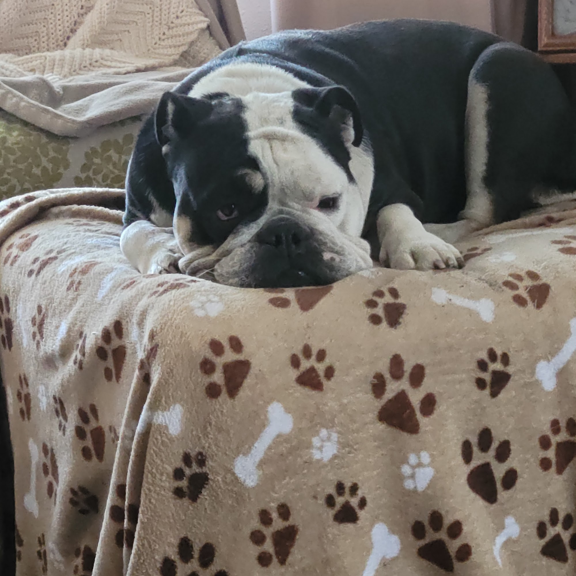 Advanced Pet Care of Sedalia Sedalia