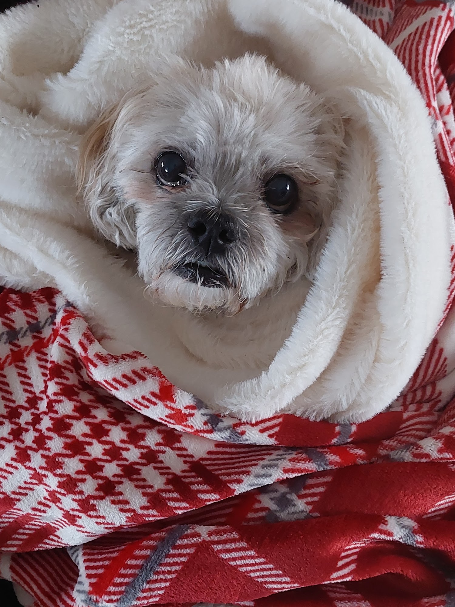 Advanced Pet Care of Sedalia Sedalia