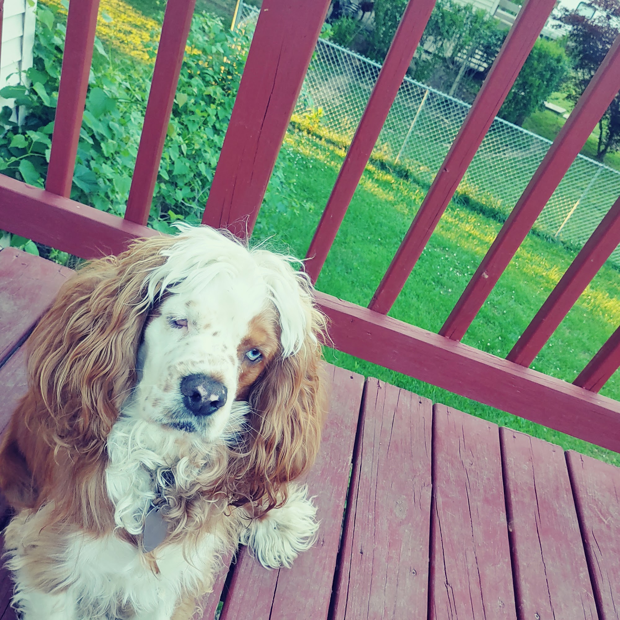 Flat Creek Veterinary Hospital Sedalia