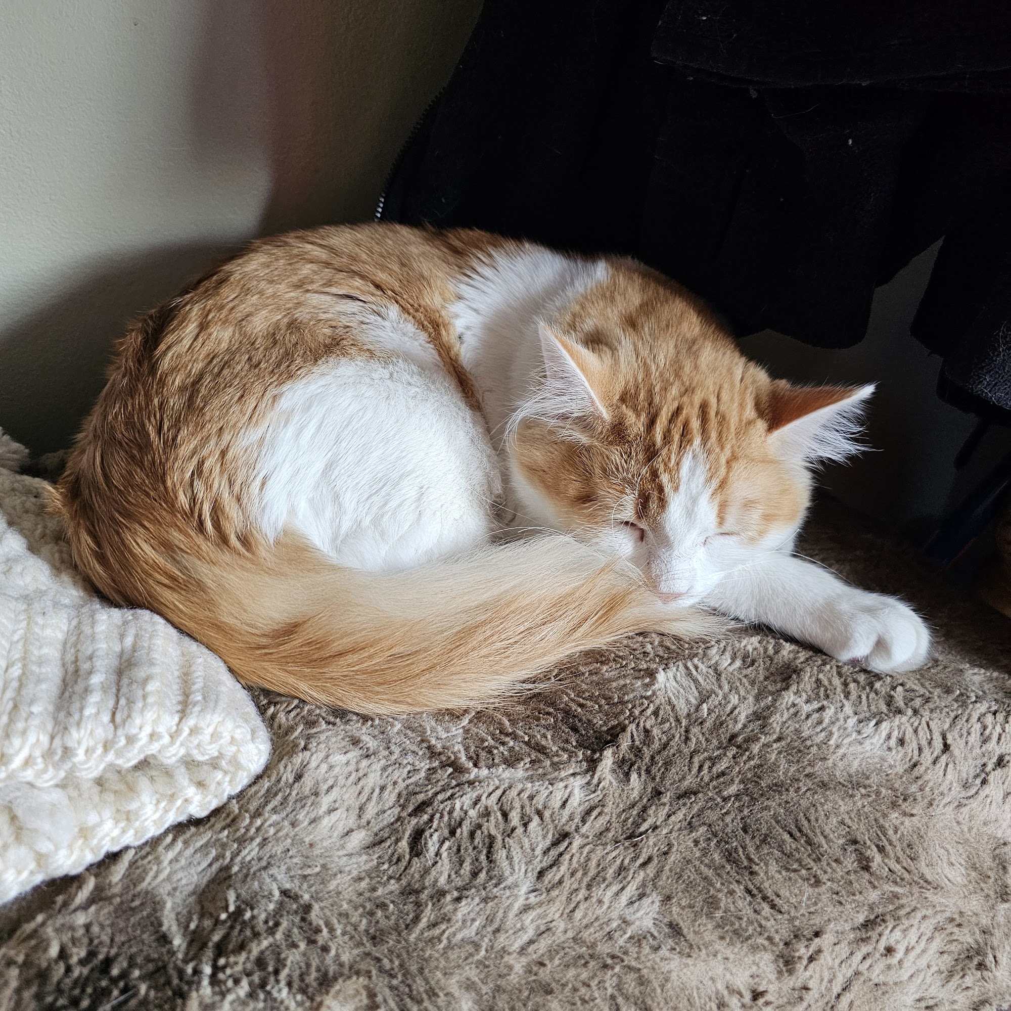 Spay & Neuter Clinic Sedalia