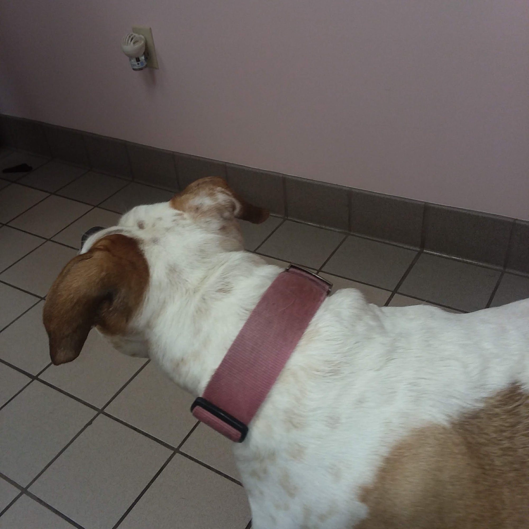 Thompson Hills Animal Clinic: Mcneal Chad DVM Sedalia