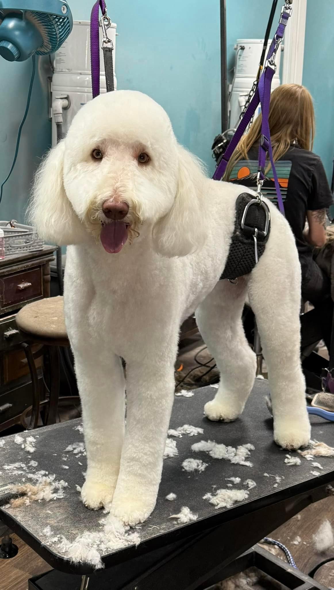 Canine Design Grooming Studio Sedalia