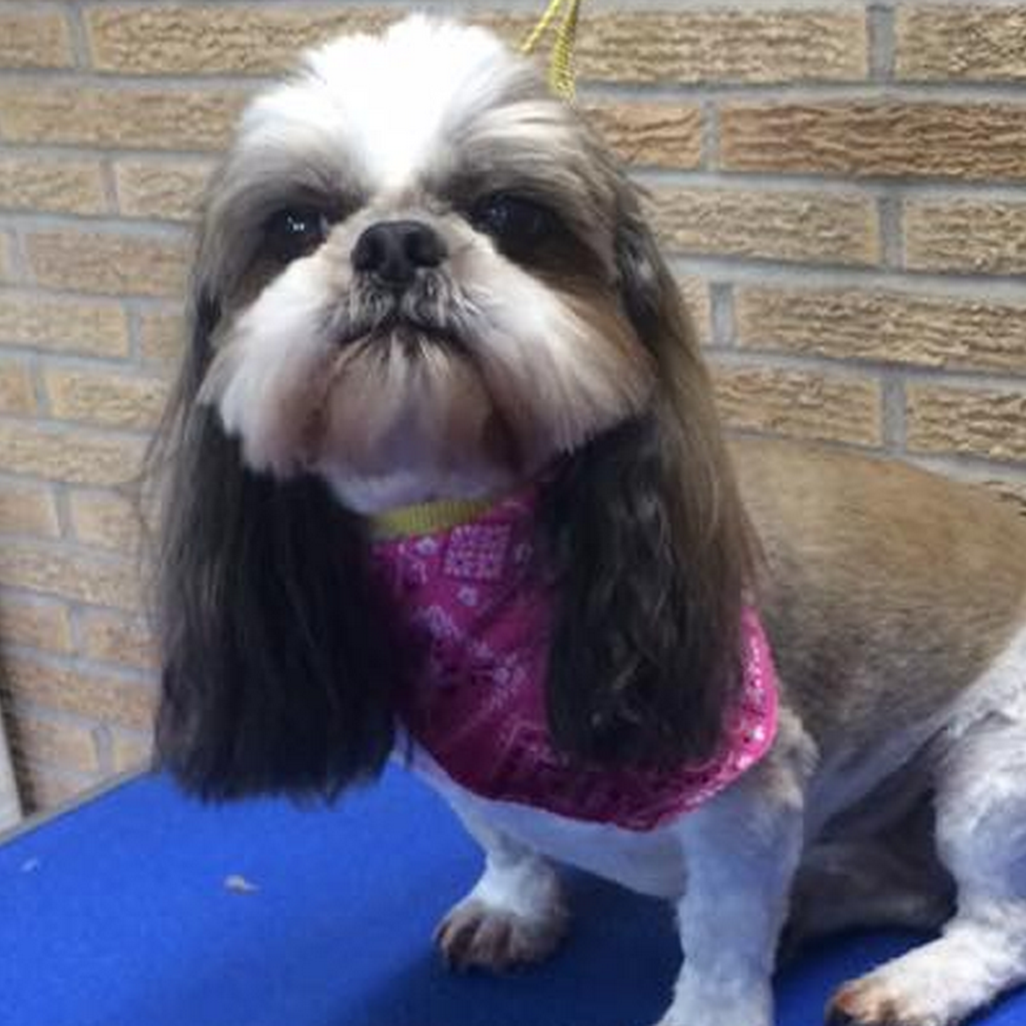 Pabst Pooch Parlor Sedalia