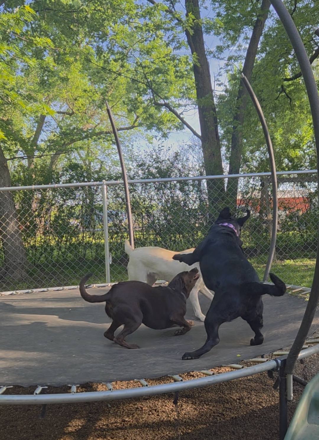 Wee-Bark Kennel Sedalia