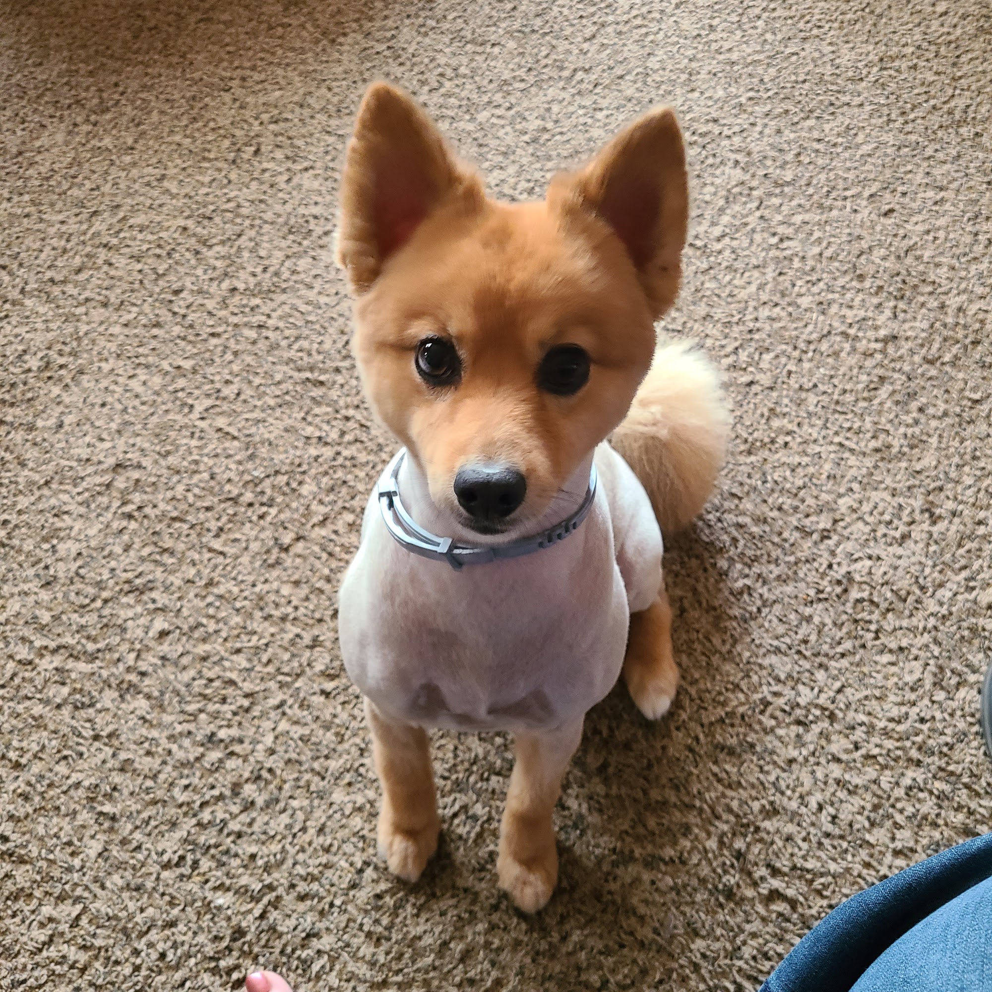 Wee-Bark Kennel Sedalia