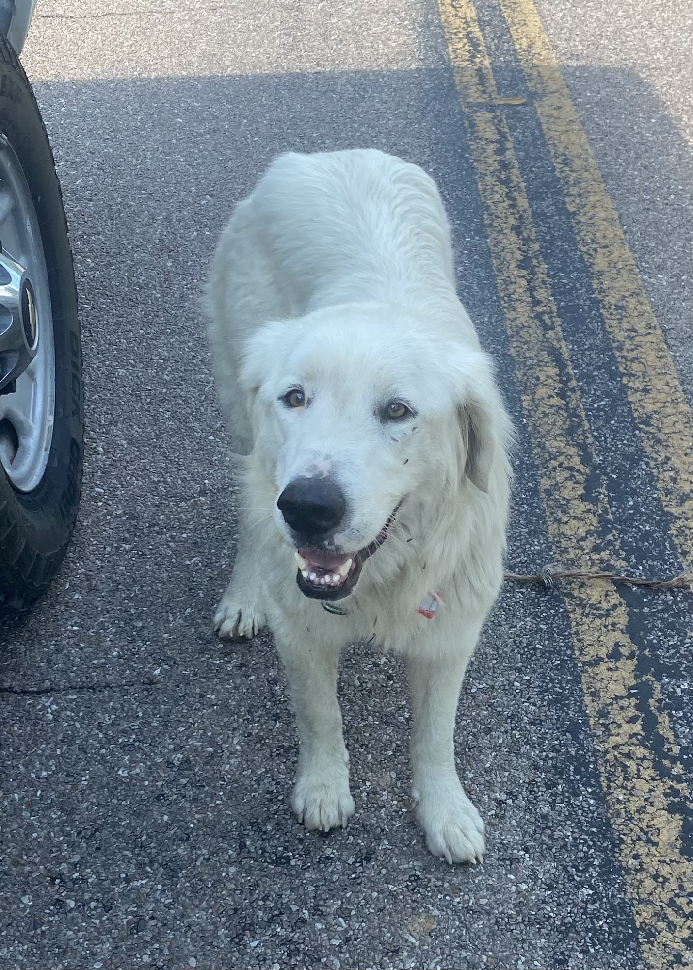 Marshfield Veterinary Clinic Seymour