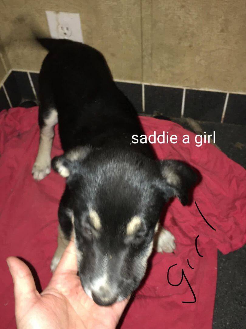 Animal House and Boarding Sikeston