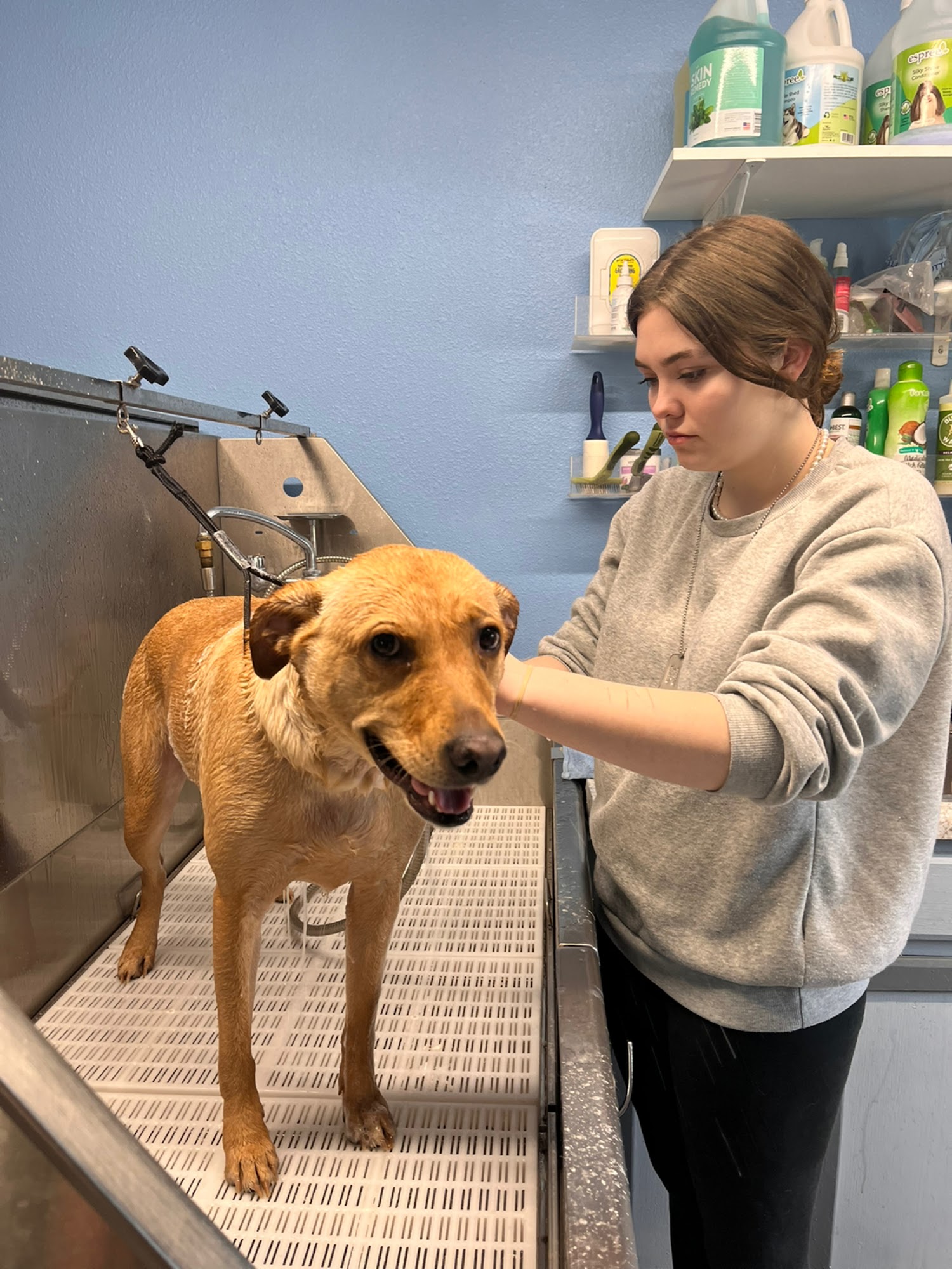 Animal House and Boarding Sikeston