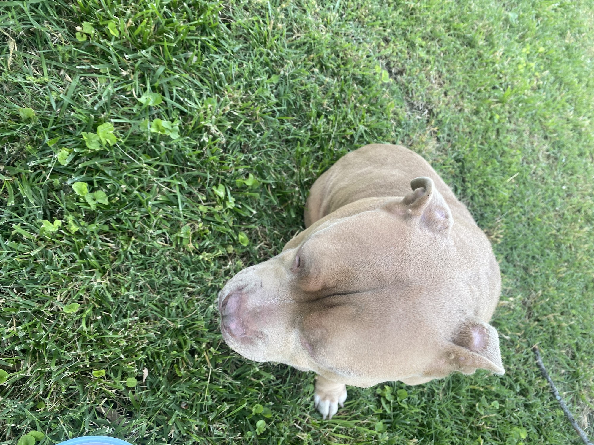 Sikeston Paws Sikeston