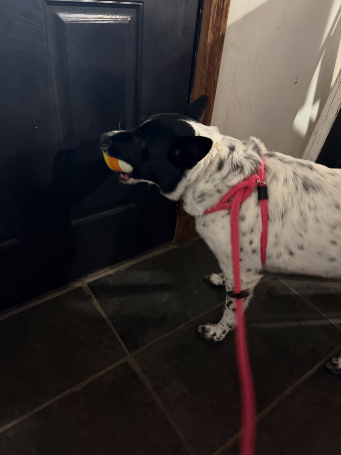 Zuma's Pet Boutique & Spa Smithville
