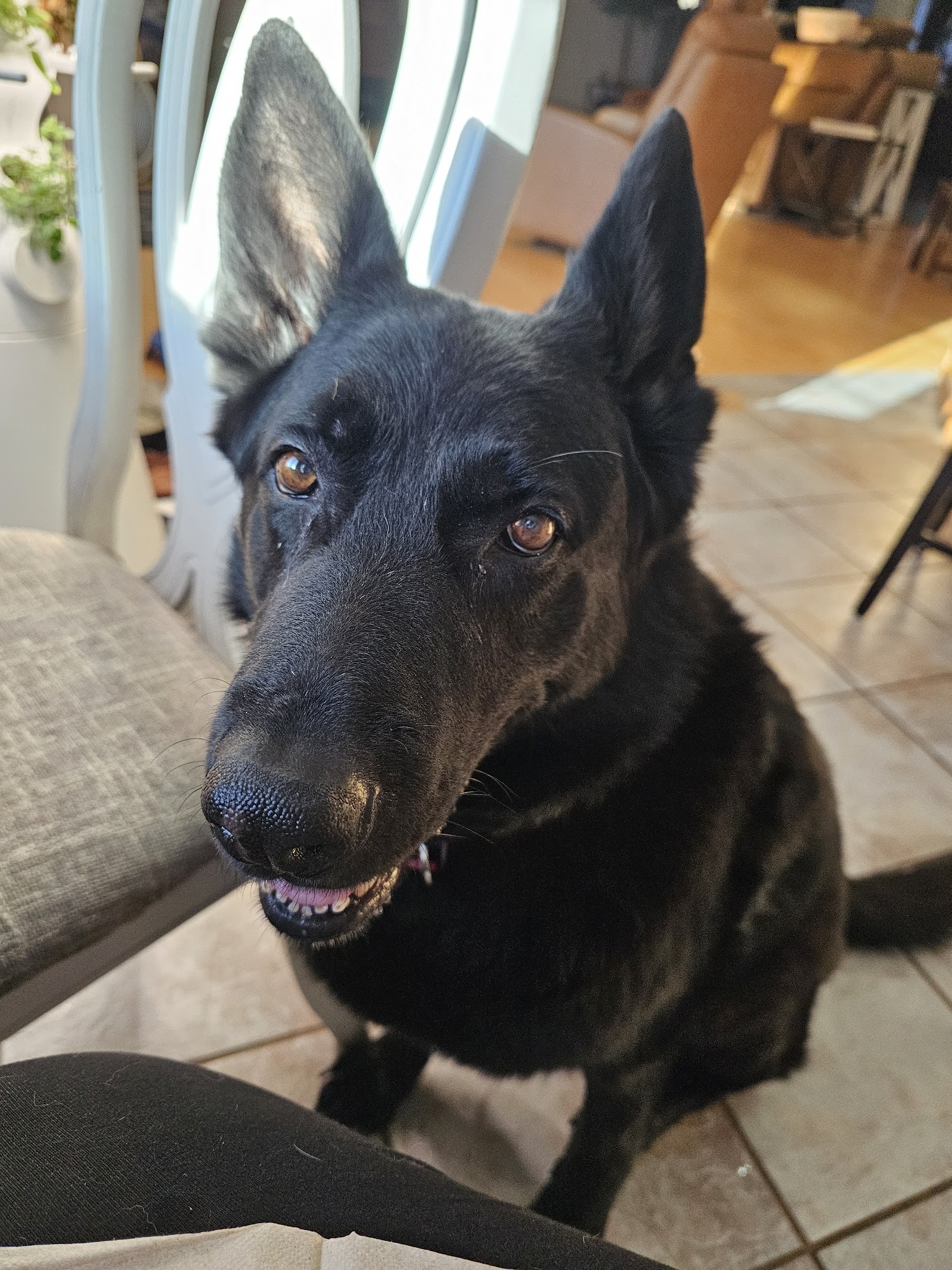 VCA Parkcrest Animal Hospital and Pet Lodge Springfield