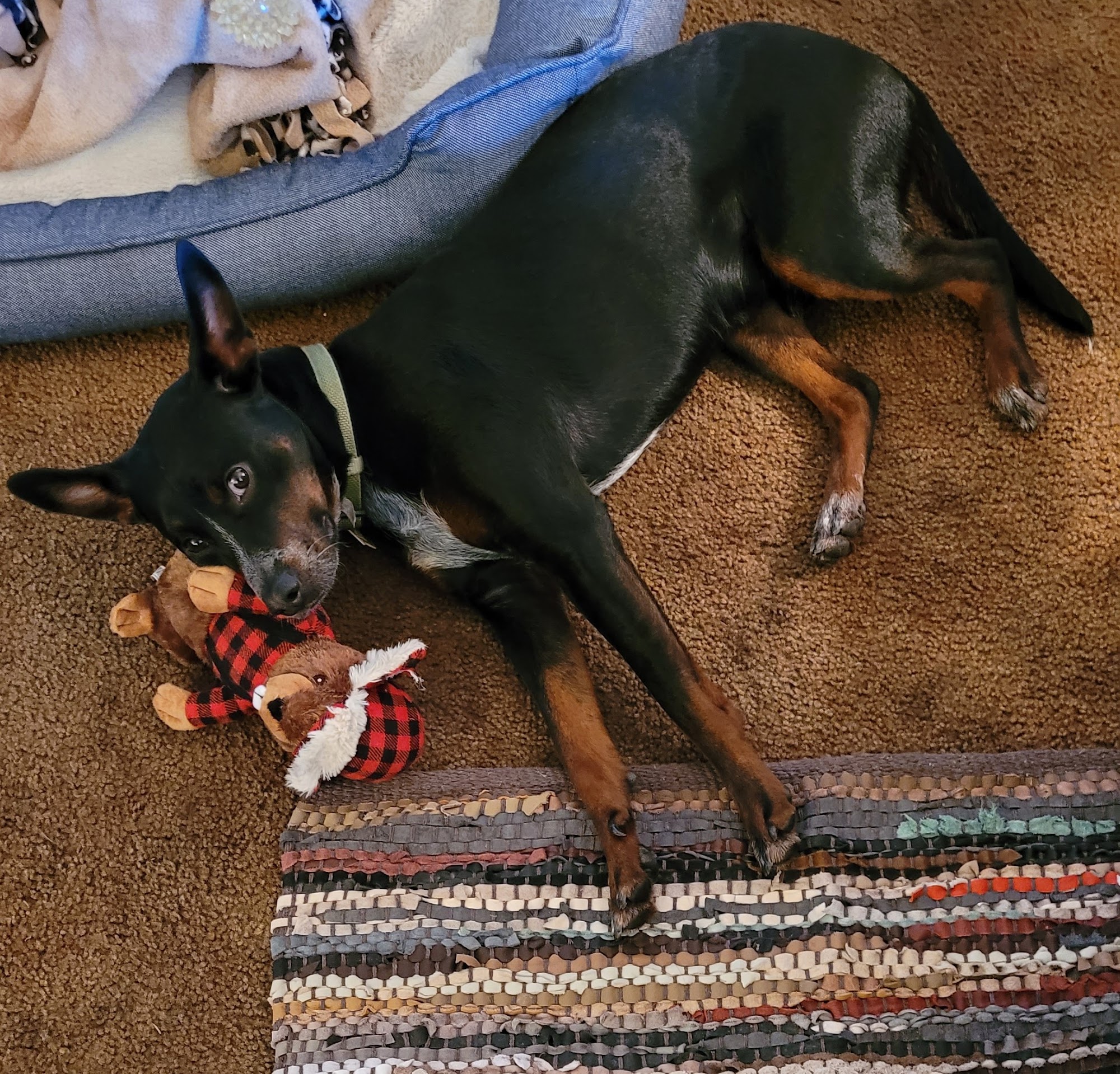 Grant Pet Hospital Springfield