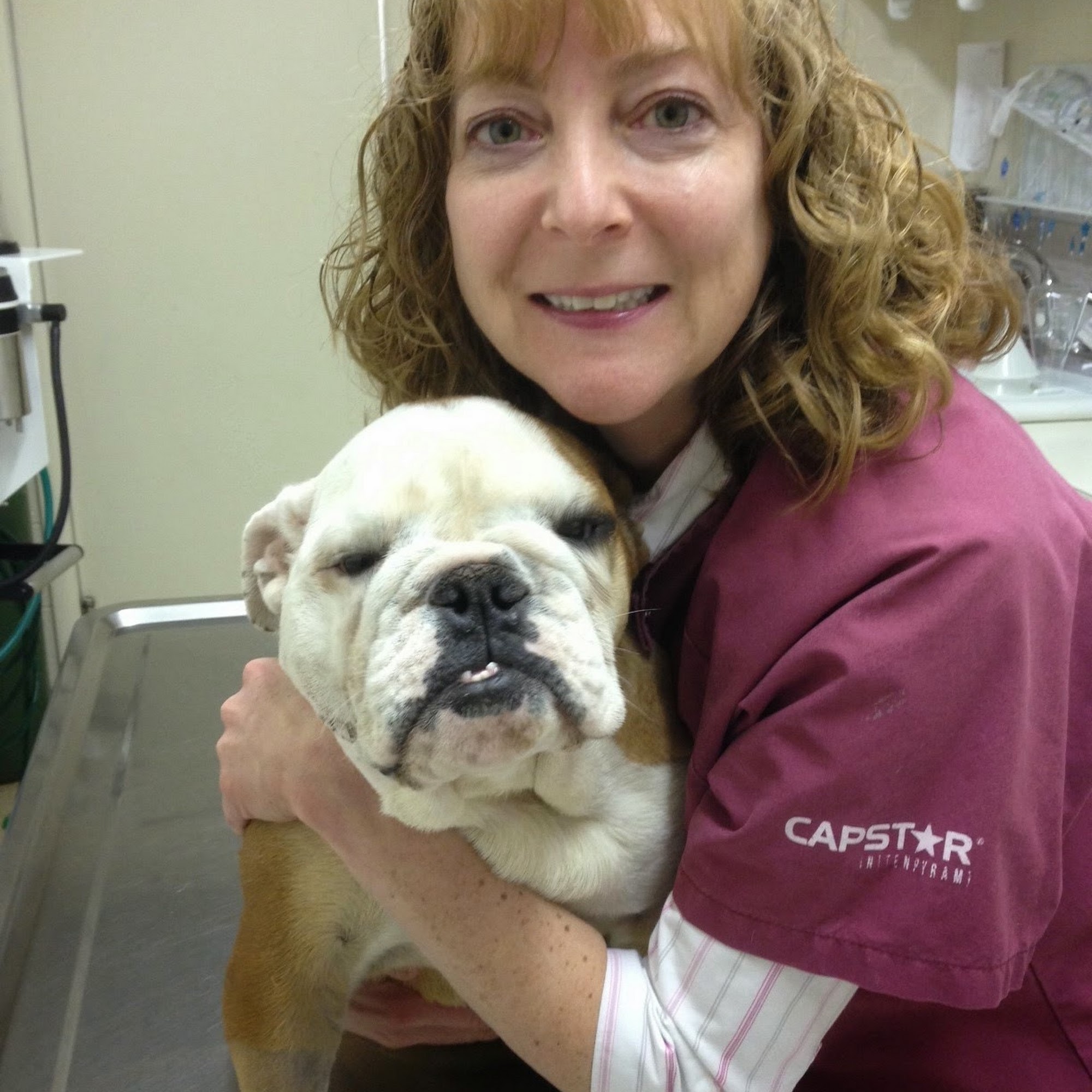 Angel Animal Hospital Springfield