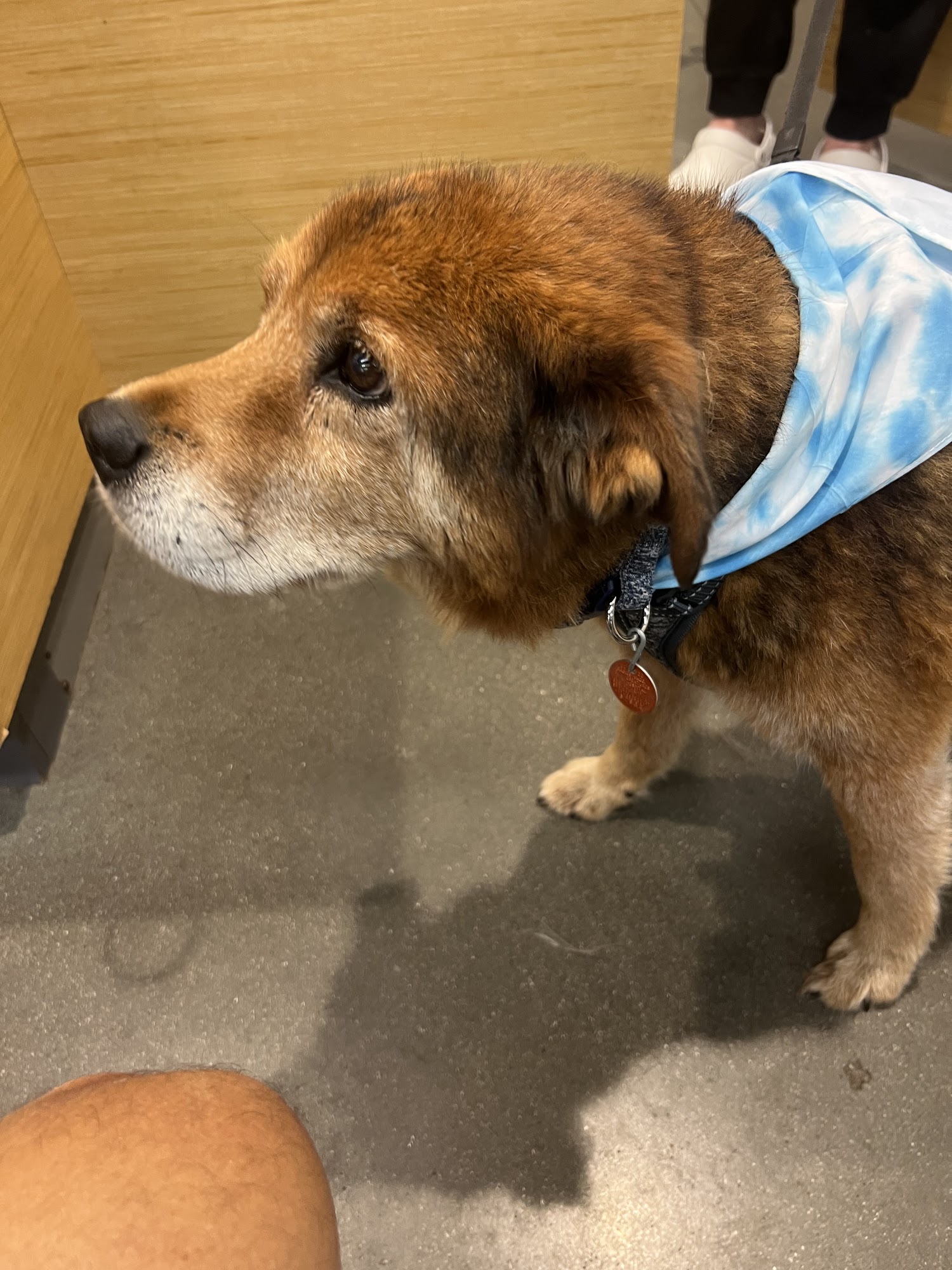 All Creatures Pet Hospital Springfield