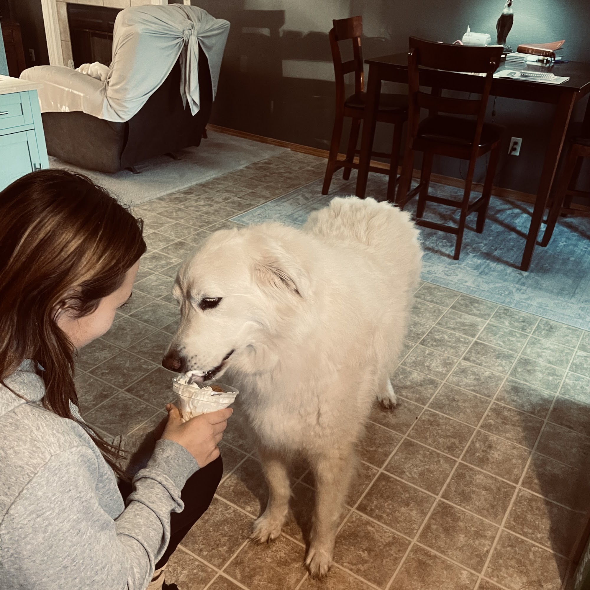 North Side Animal Clinic Springfield