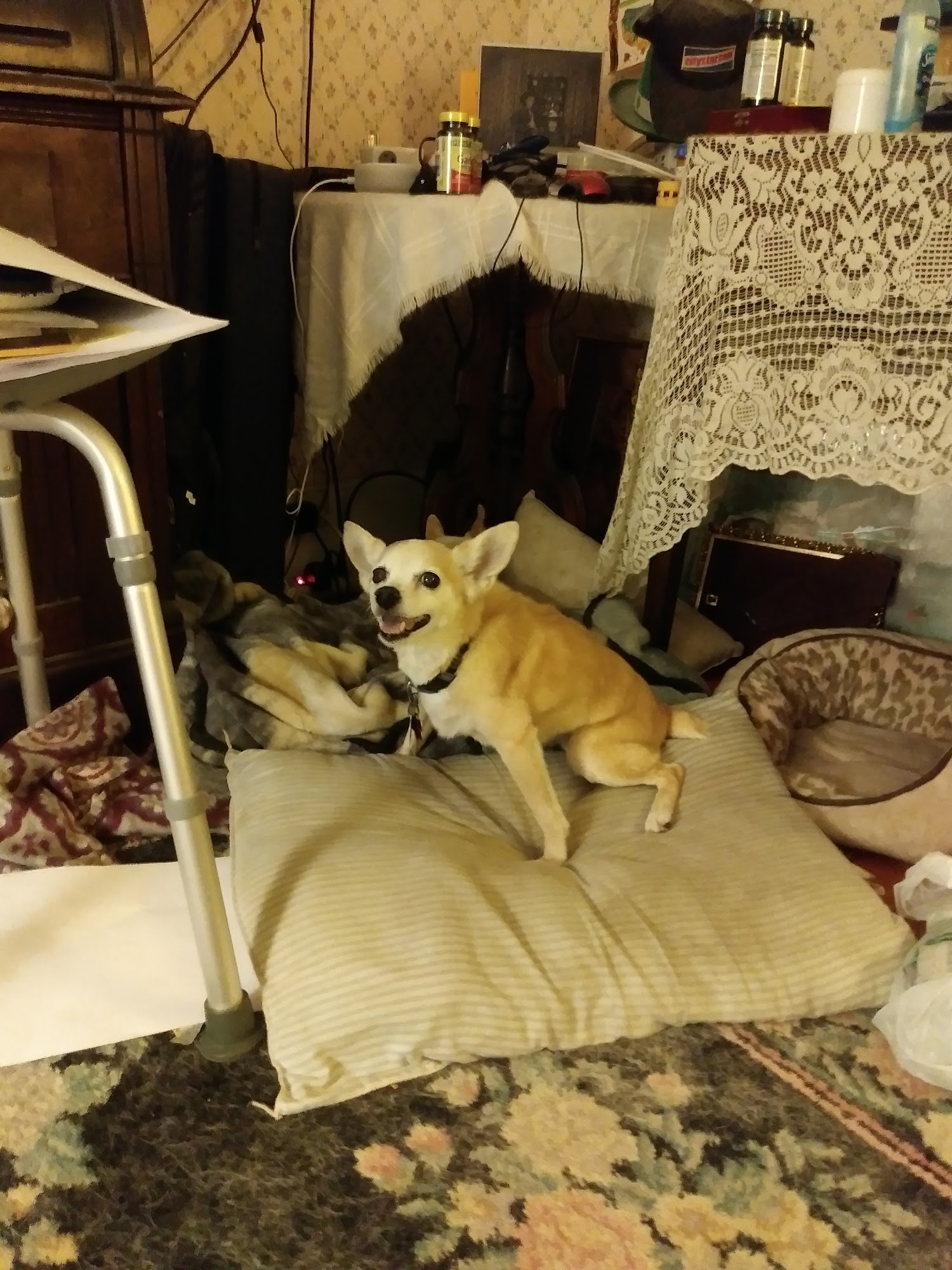 North Side Animal Clinic Springfield