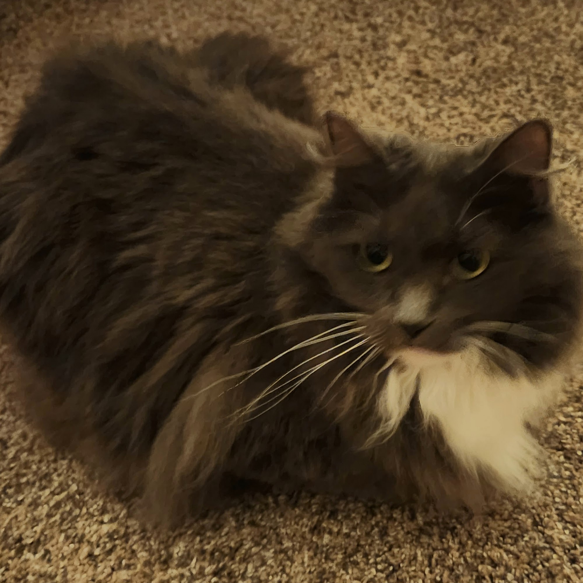 Spring Valley Veterinary Hospital - EAST Springfield