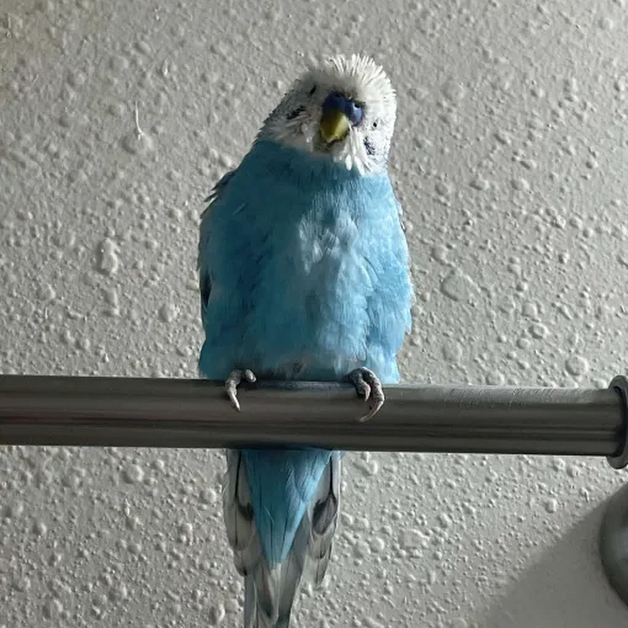 Galloway Village Veterinary Springfield