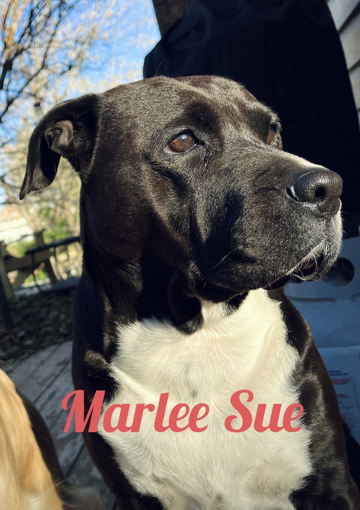 Bradford Park Veterinary Hospital: Sifferman R L DVM Springfield