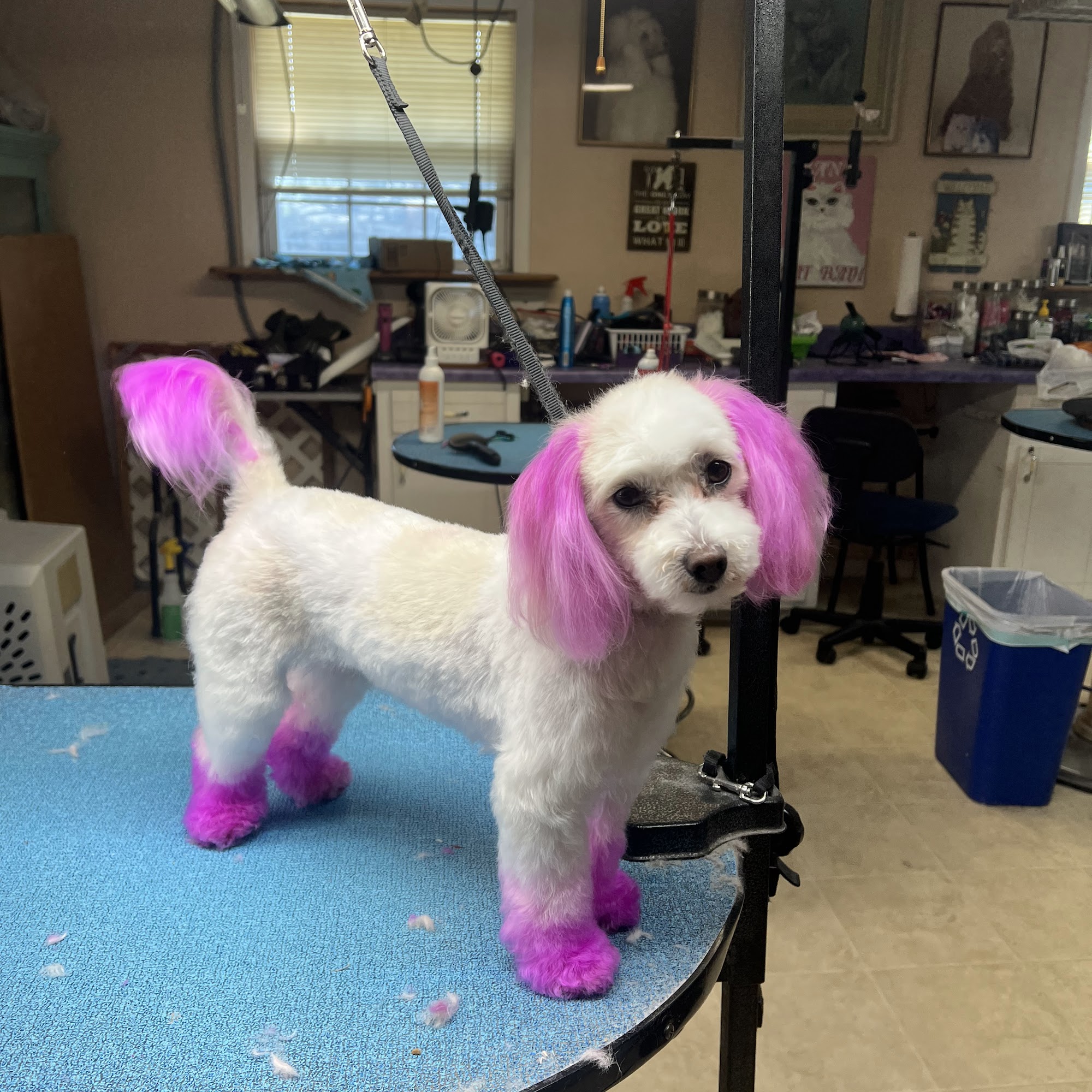 Jan's Grooming & School LLC Springfield