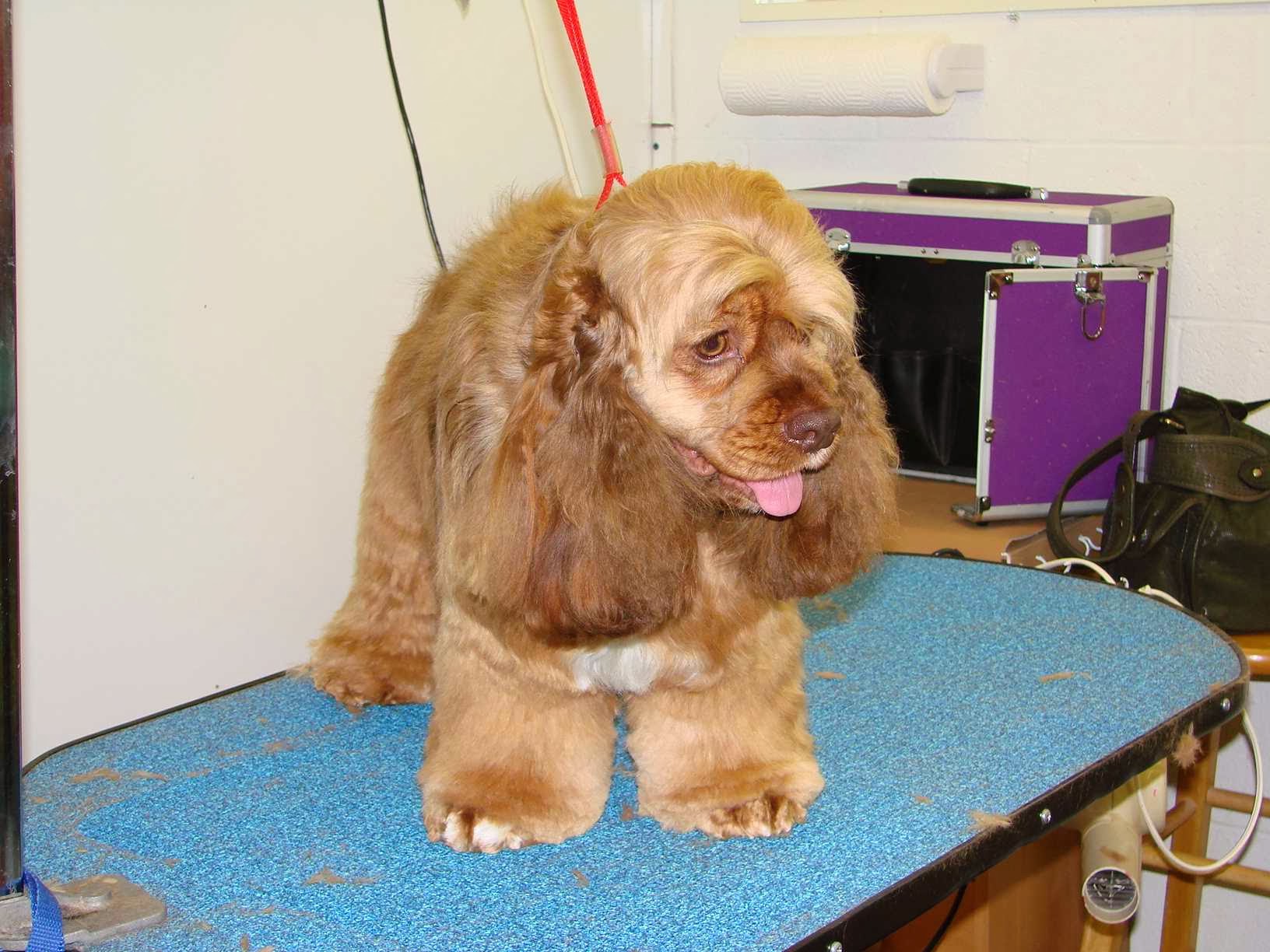 Jan's Grooming & School LLC Springfield