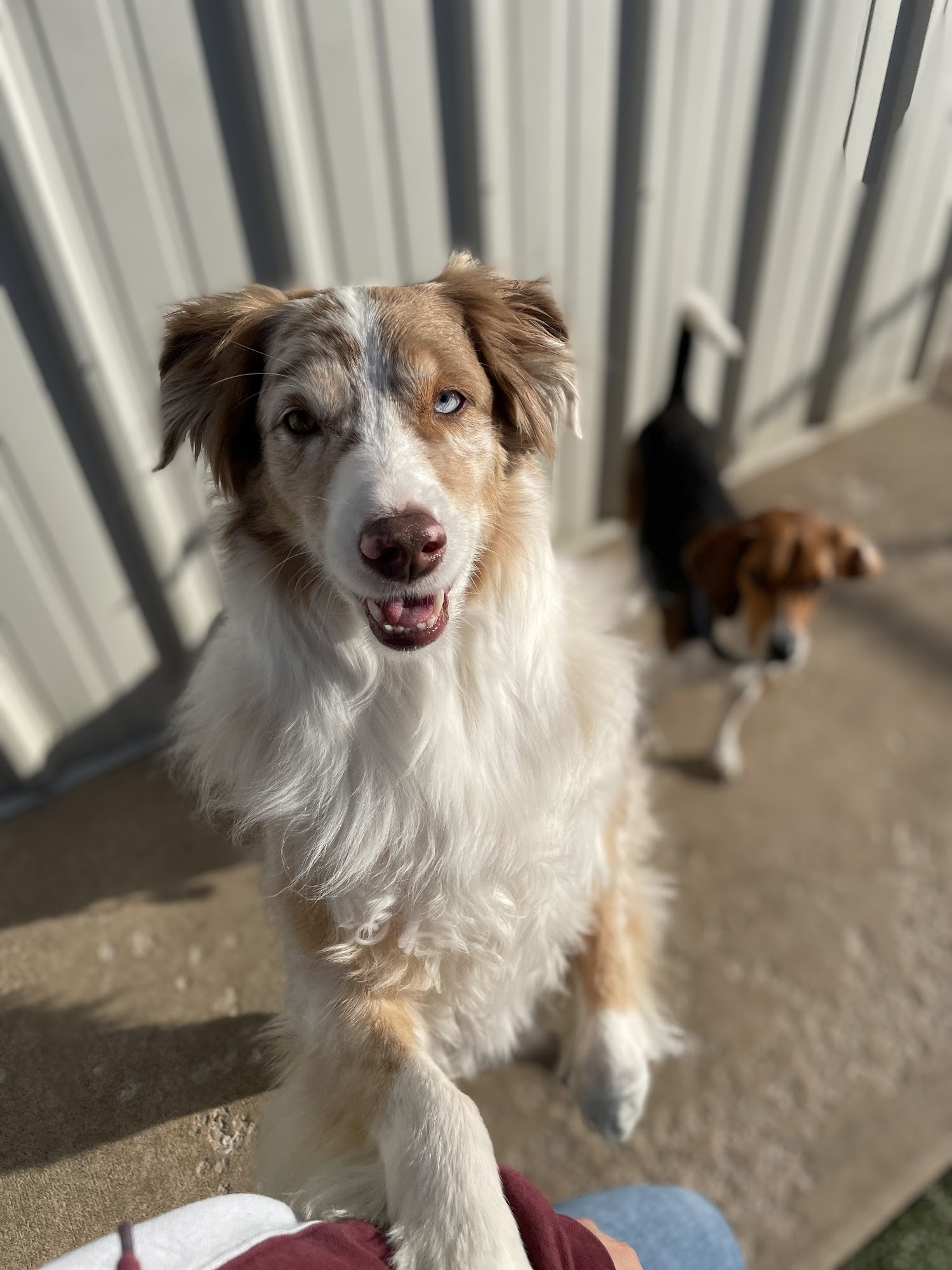 TransFURmations Spa Springfield