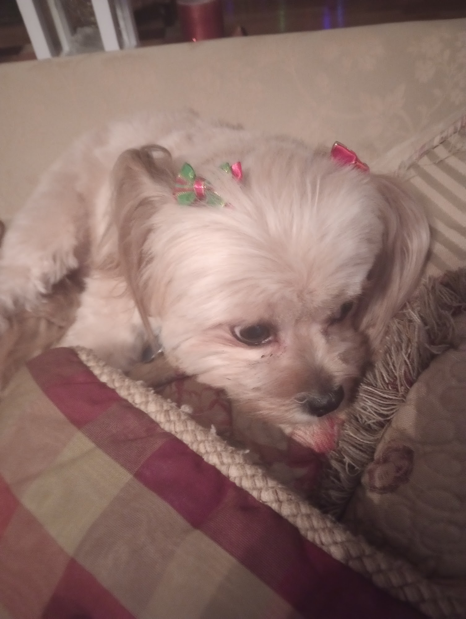 Sassy's Spa Springfield