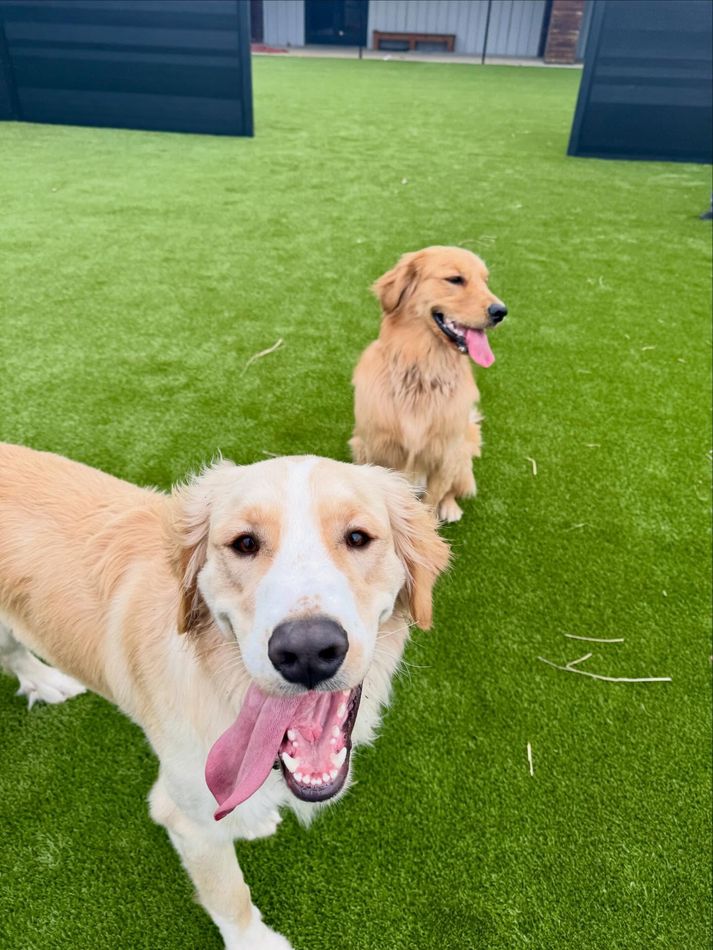 Bark Yard Springfield