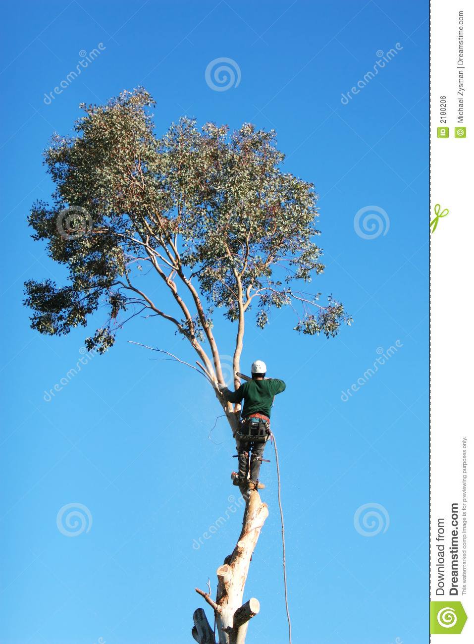 Bennett Professional Tree