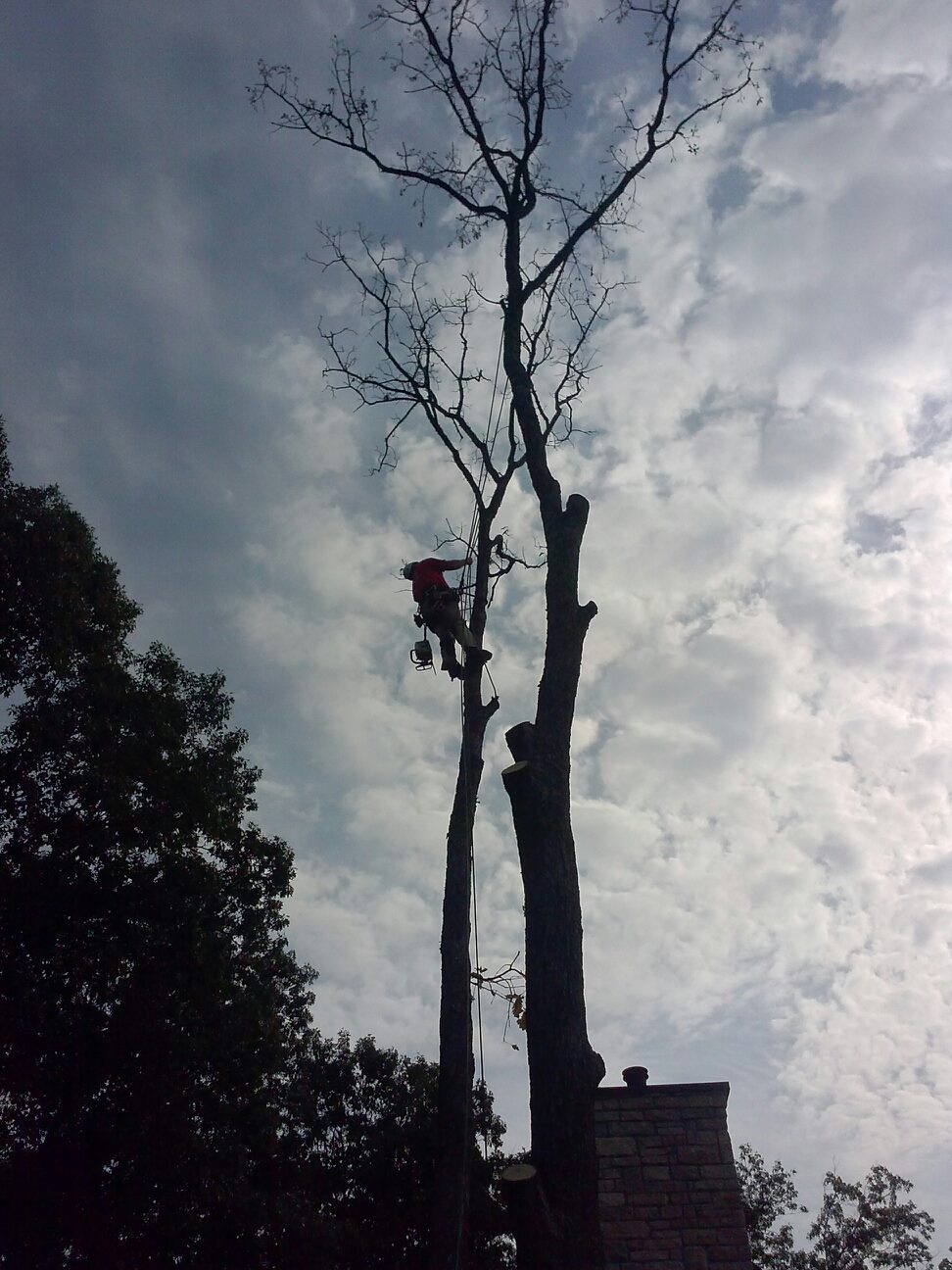 Bennett Professional Tree