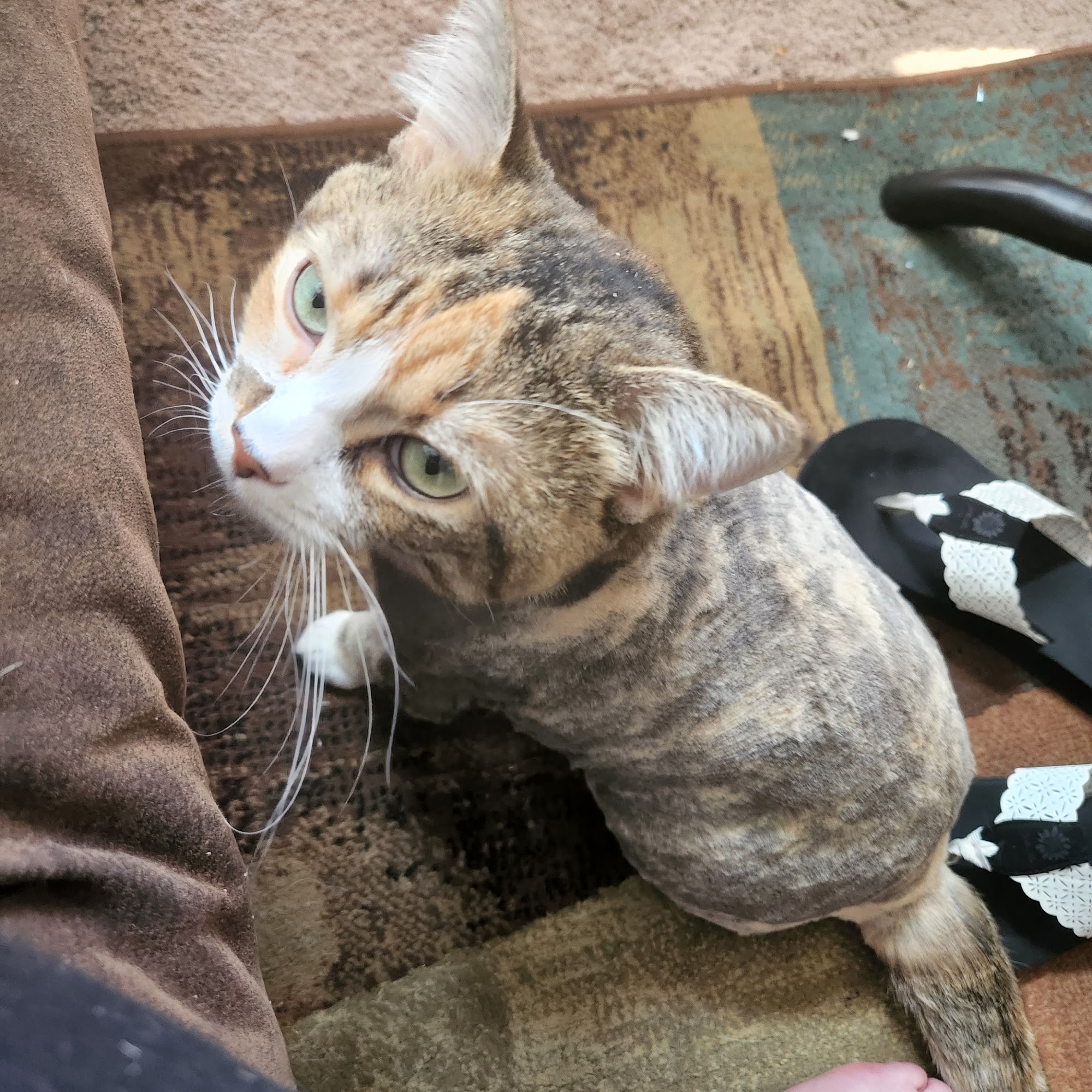 Grooming By Tanya, LLC Springfield