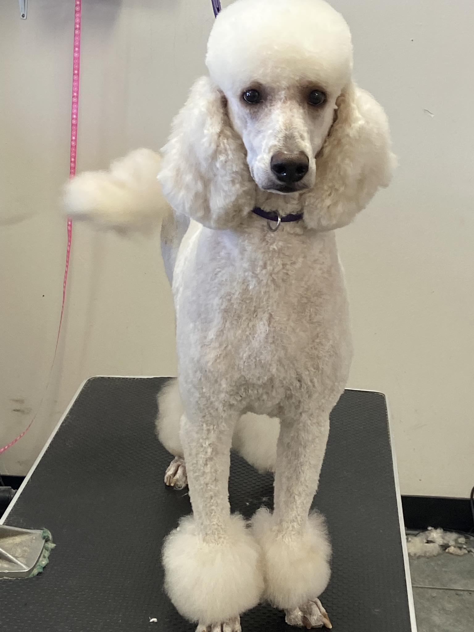 Grooming By Tanya, LLC Springfield