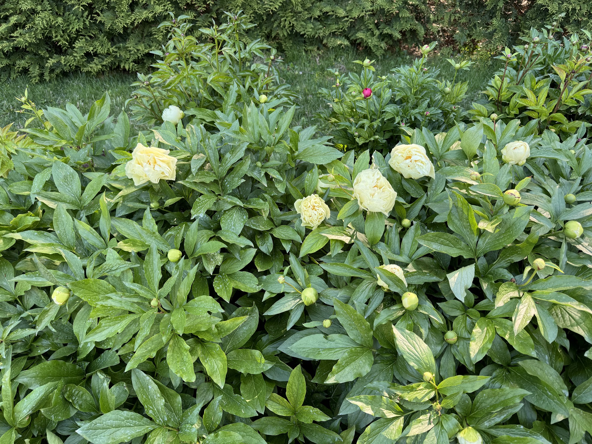 Peony Garden Springfield