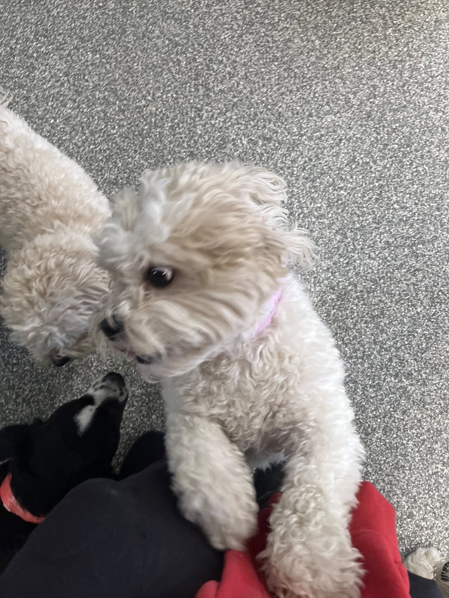 Happy Tails Inc St. Ann