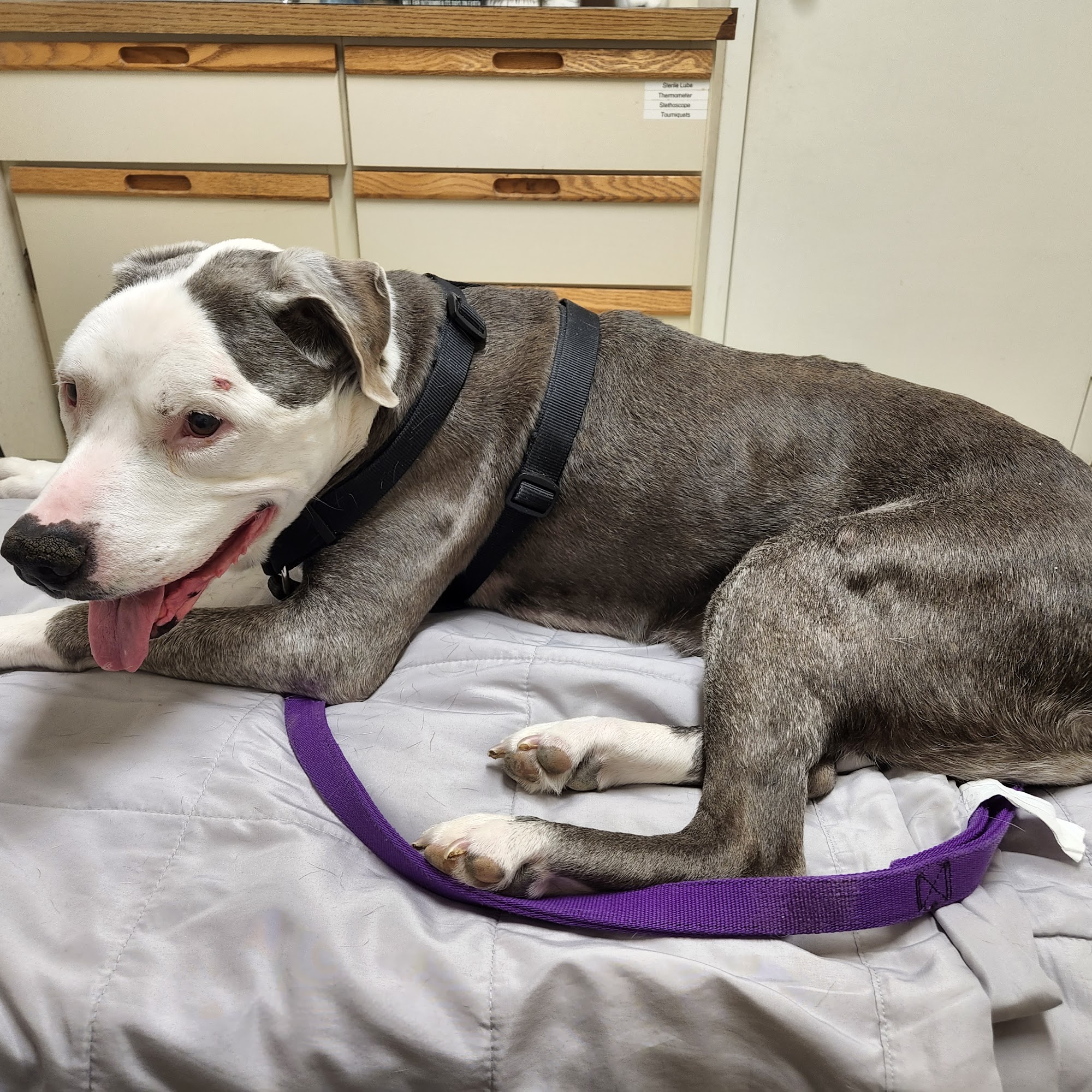 First Capitol Animal Hospital LLC St. Charles