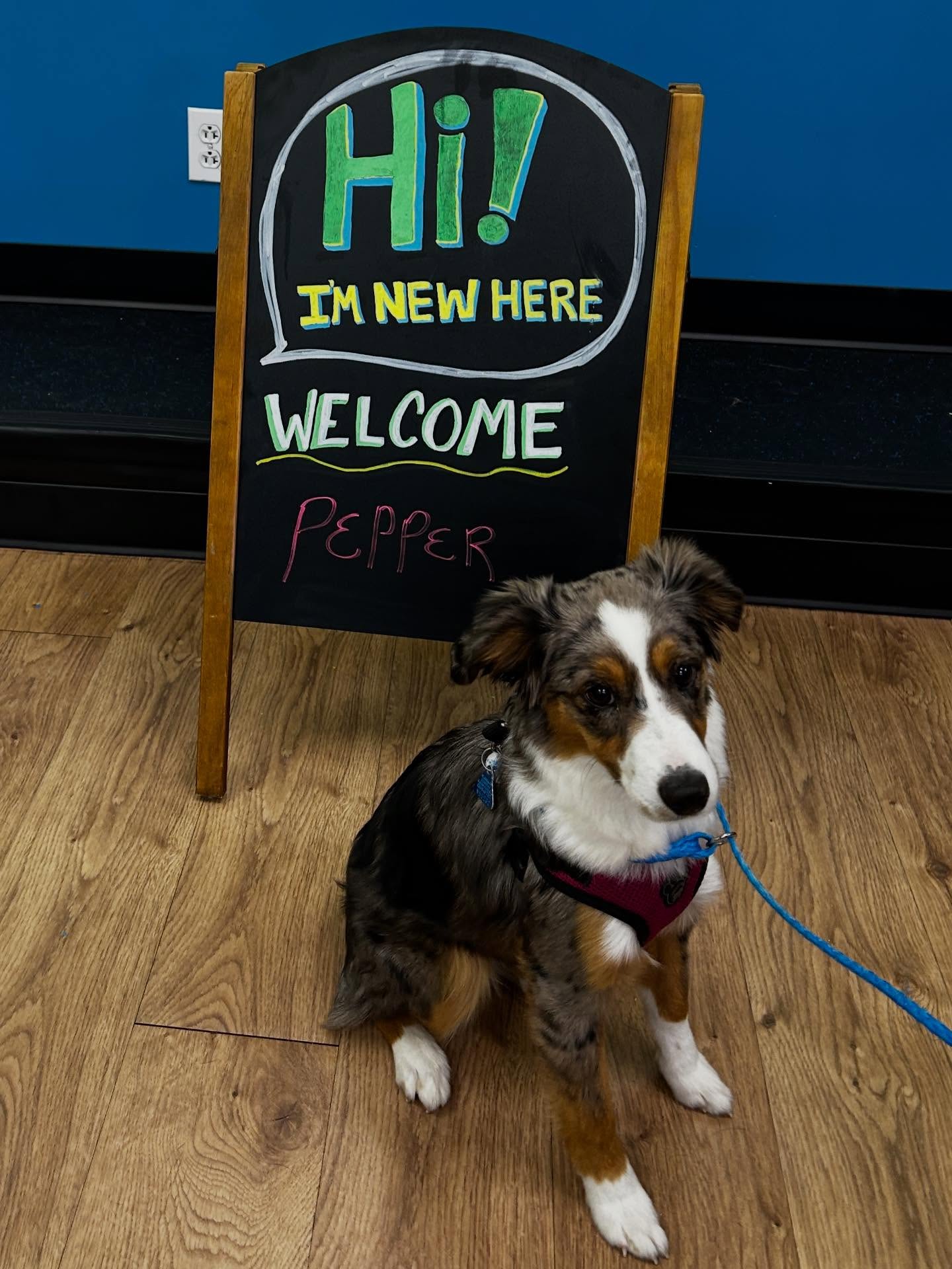 Hounds Town St. Charles St. Charles