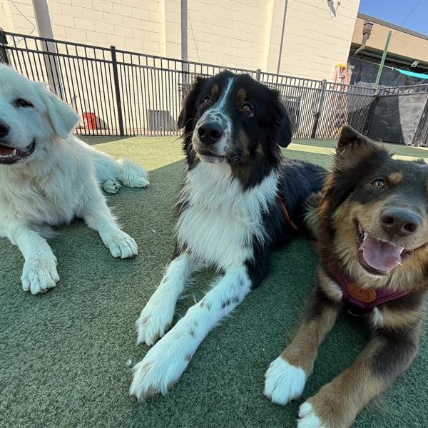 Petropolis St. Charles