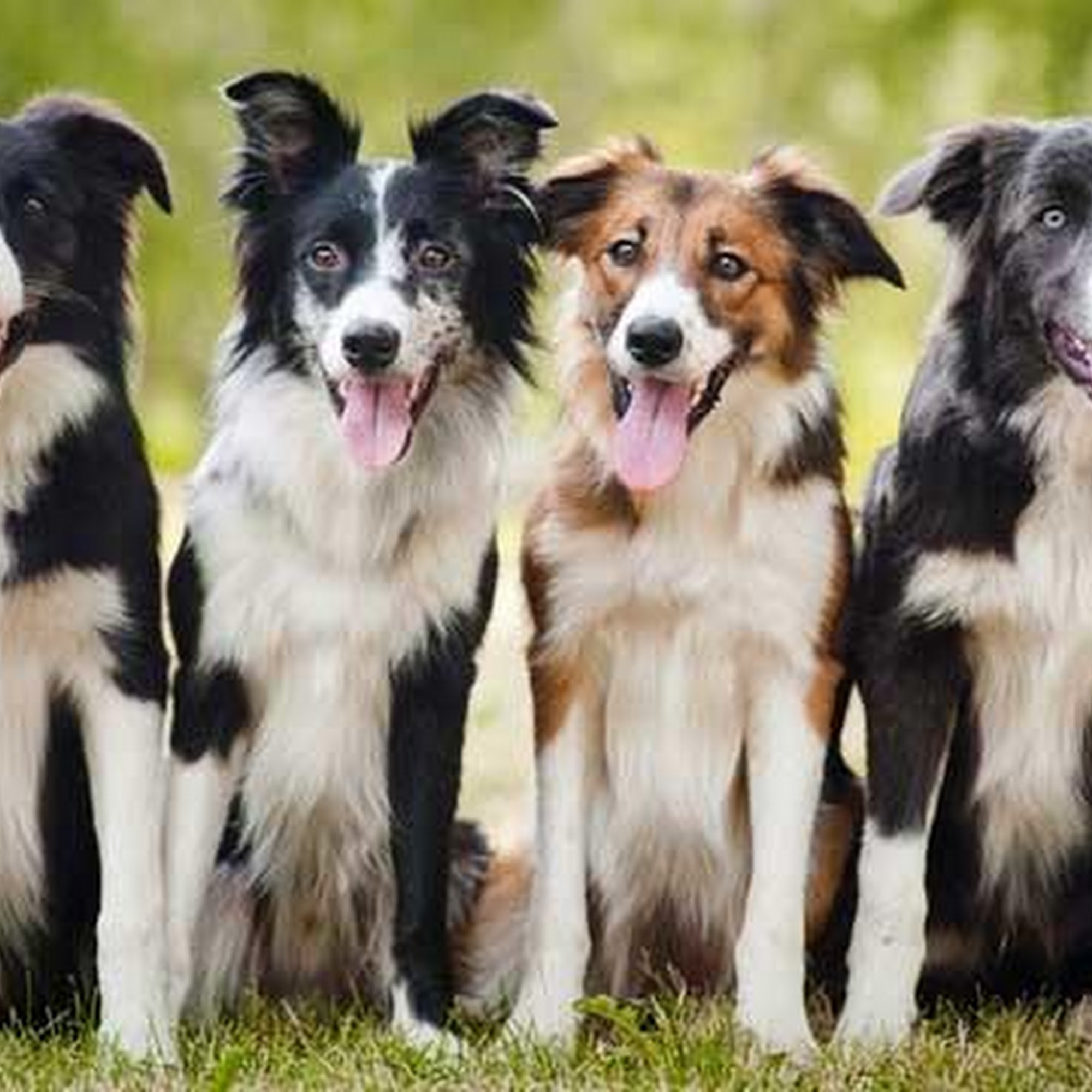 East Hills Veterinary Clinic St. Joseph