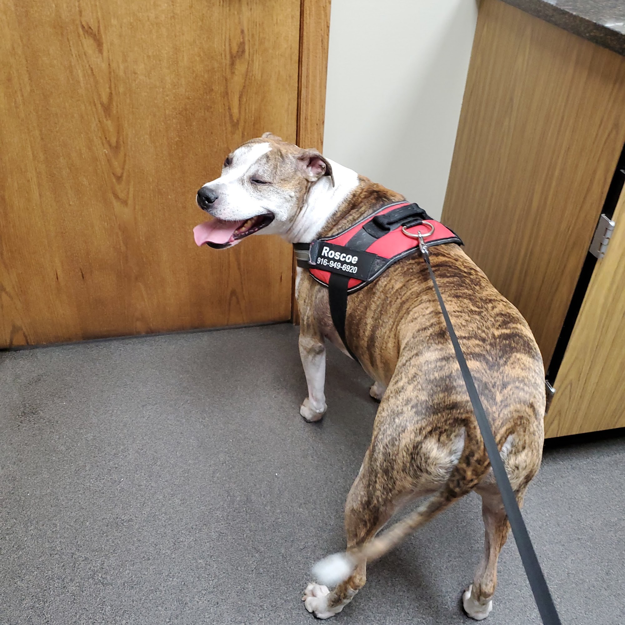 Countryside Veterinary Clinic St. Joseph