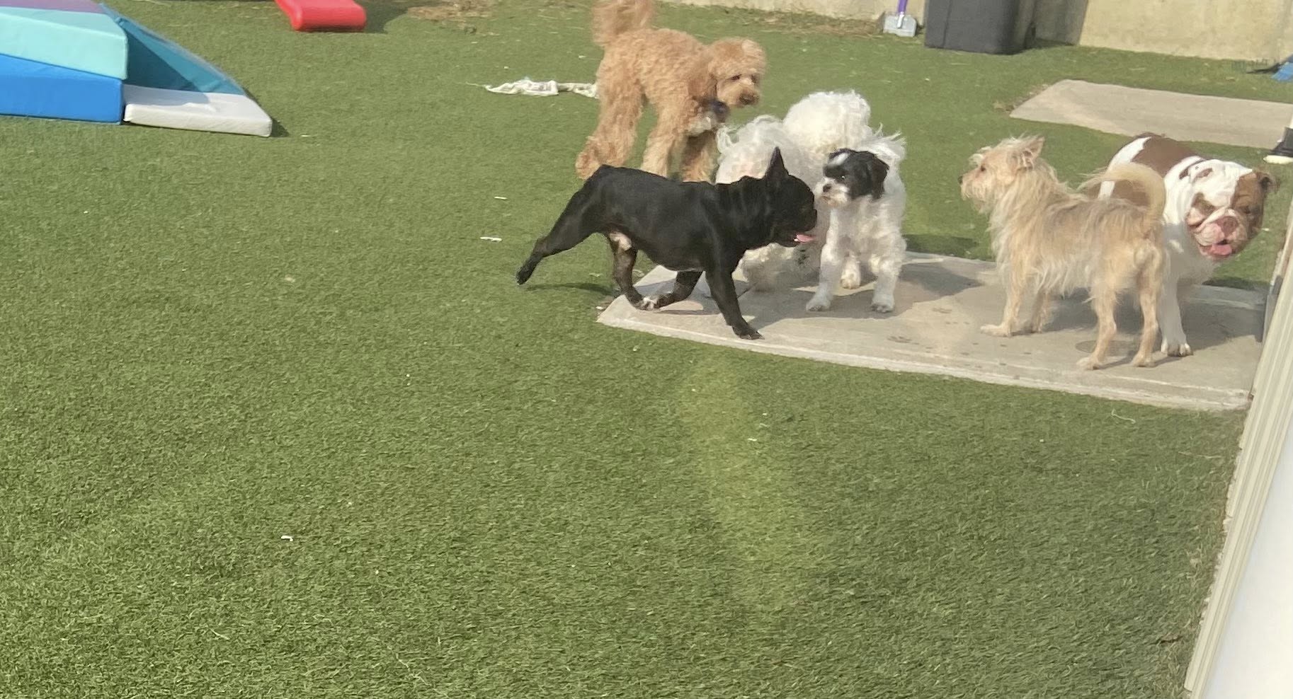 Puppy Love Dog Salon St. Joseph