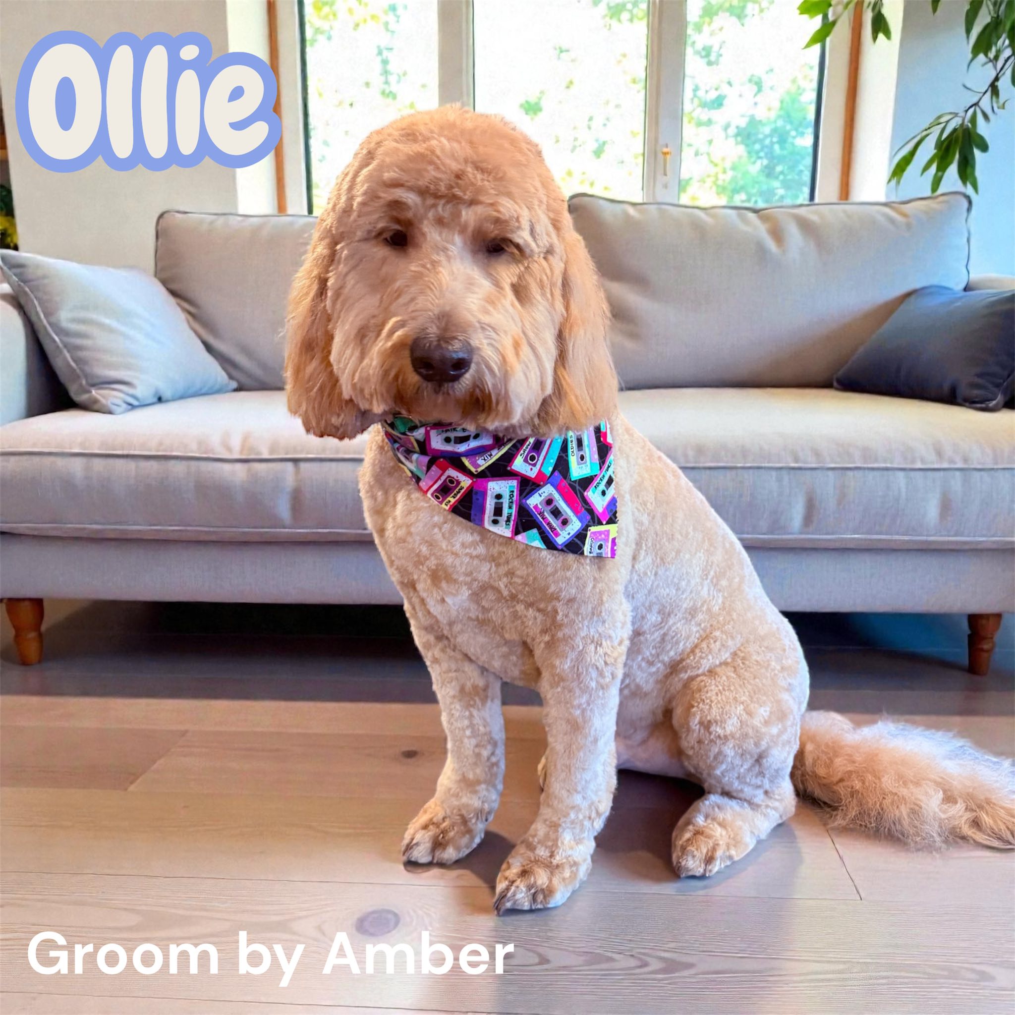 Puppy Love Dog Salon St. Joseph