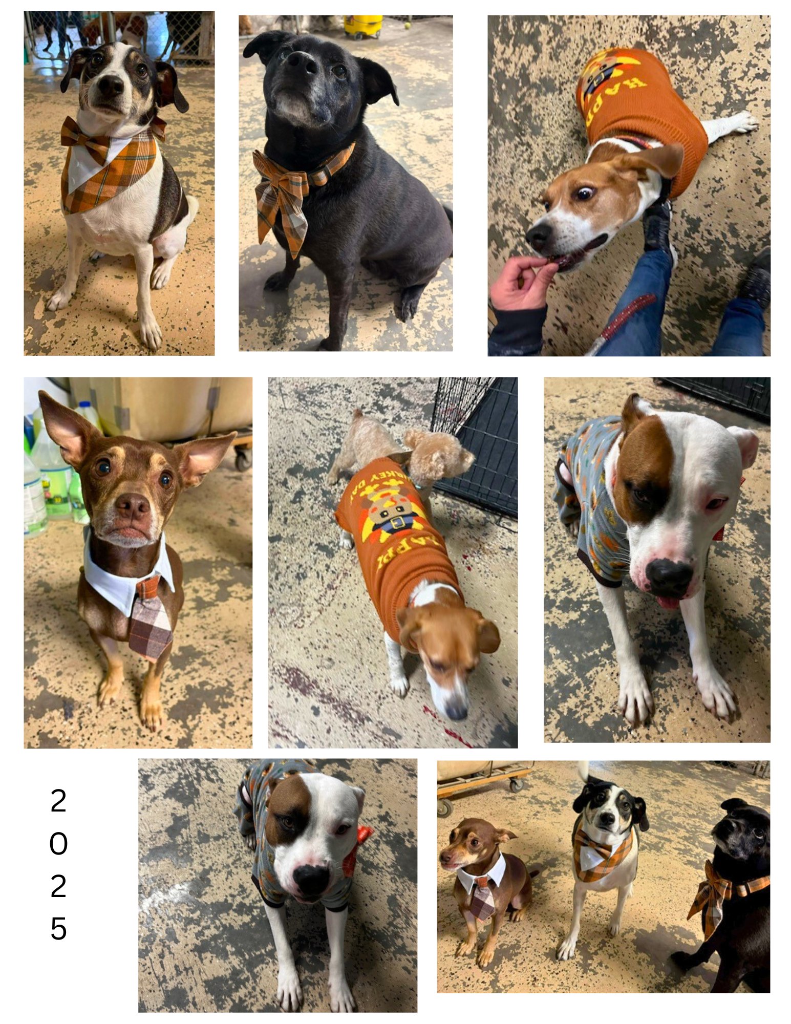 Pup Pup K9 Training & Grooming St. Joseph