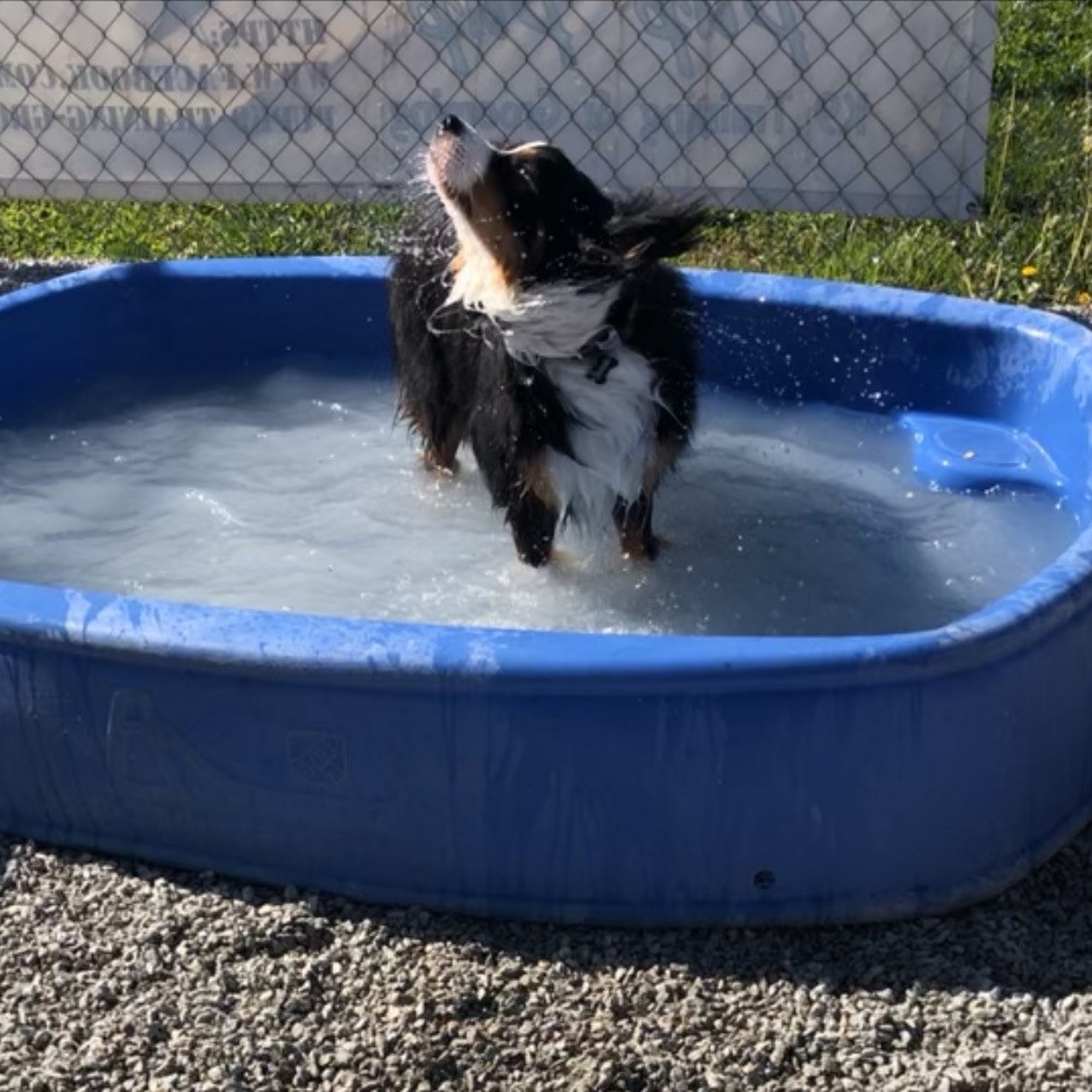 Pup Pup K9 Training & Grooming St. Joseph