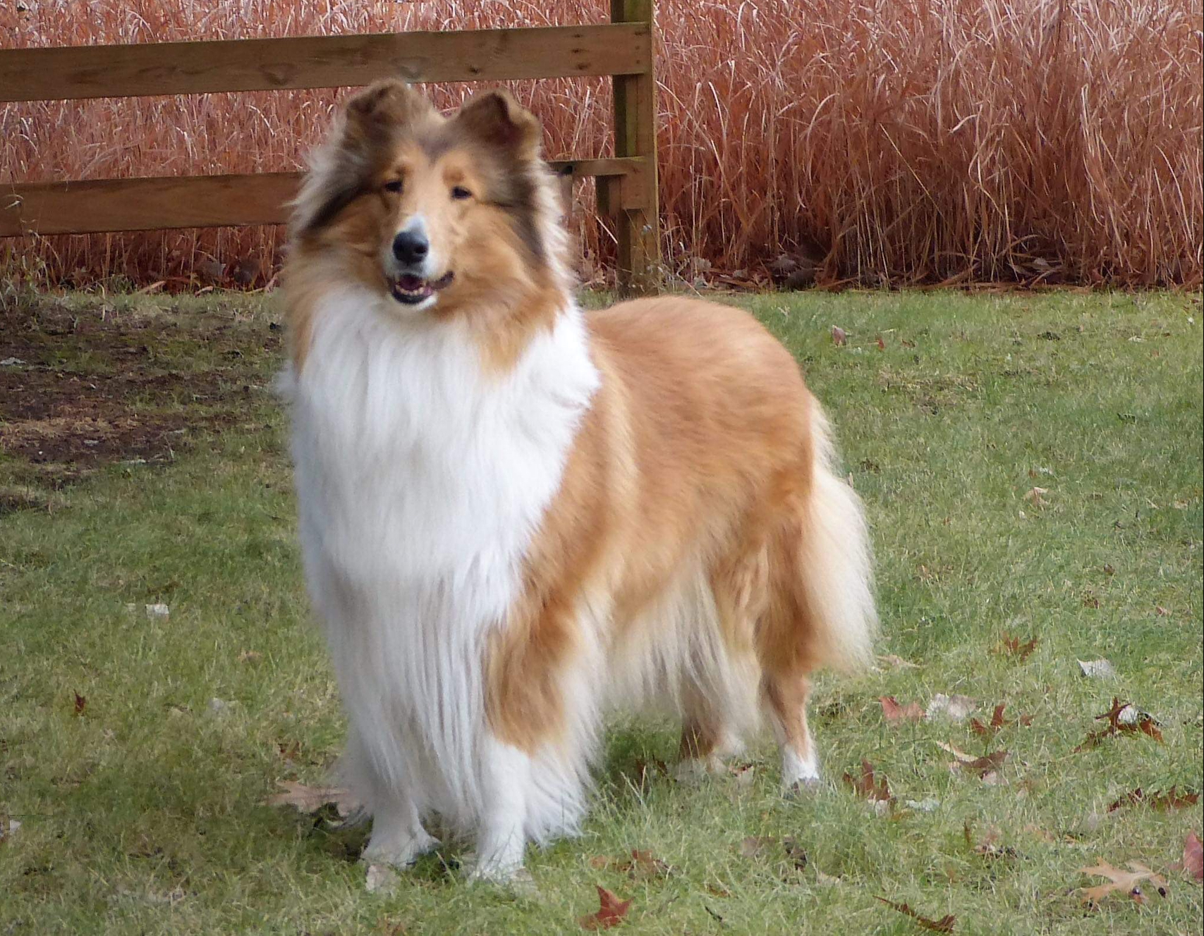 Green Hills Animal Hospital St. Joseph