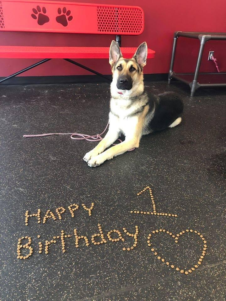 No Leash Needed St. Louis