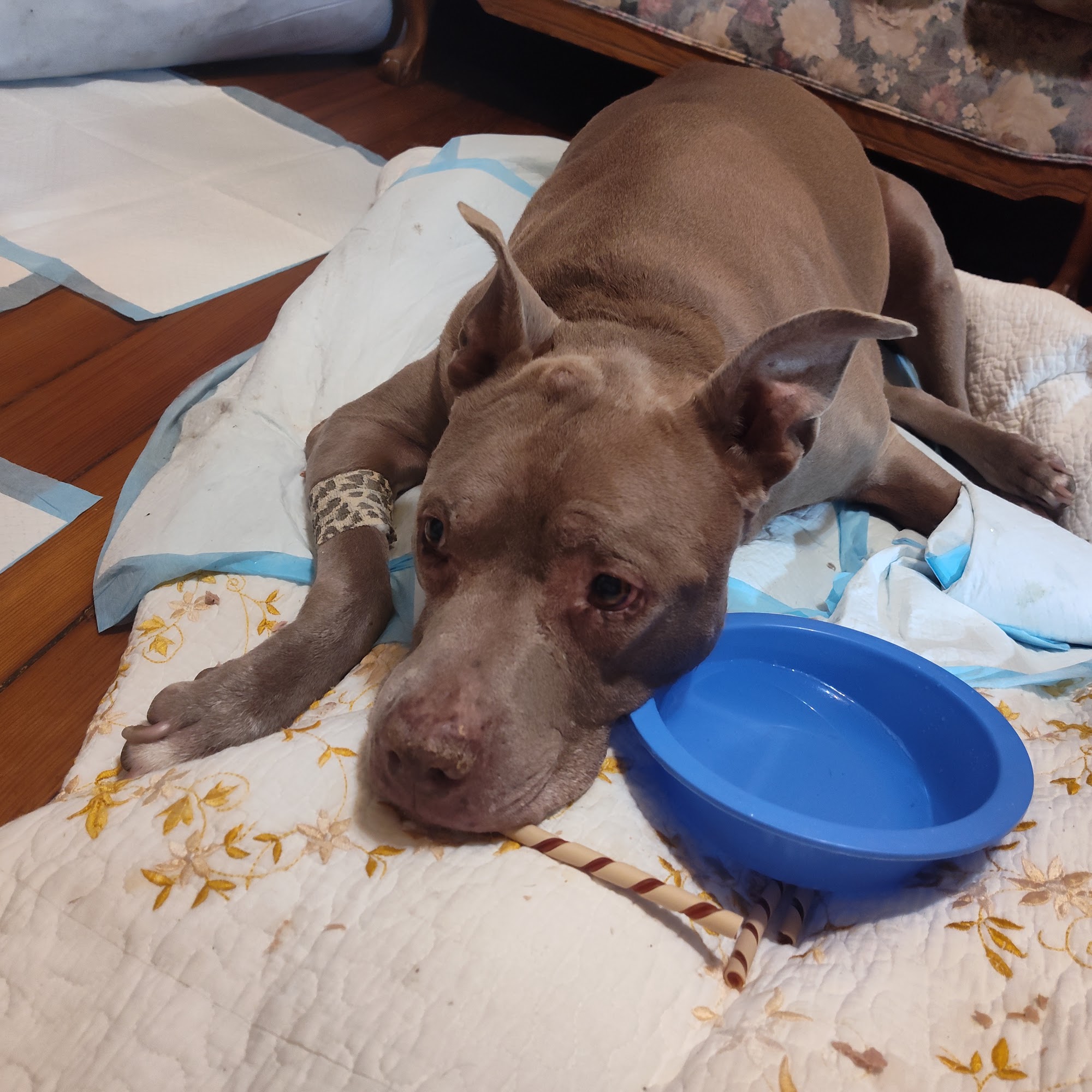 St Louis Veterinary Center St. Louis